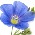 Лен