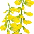 Донник