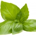 Базелик