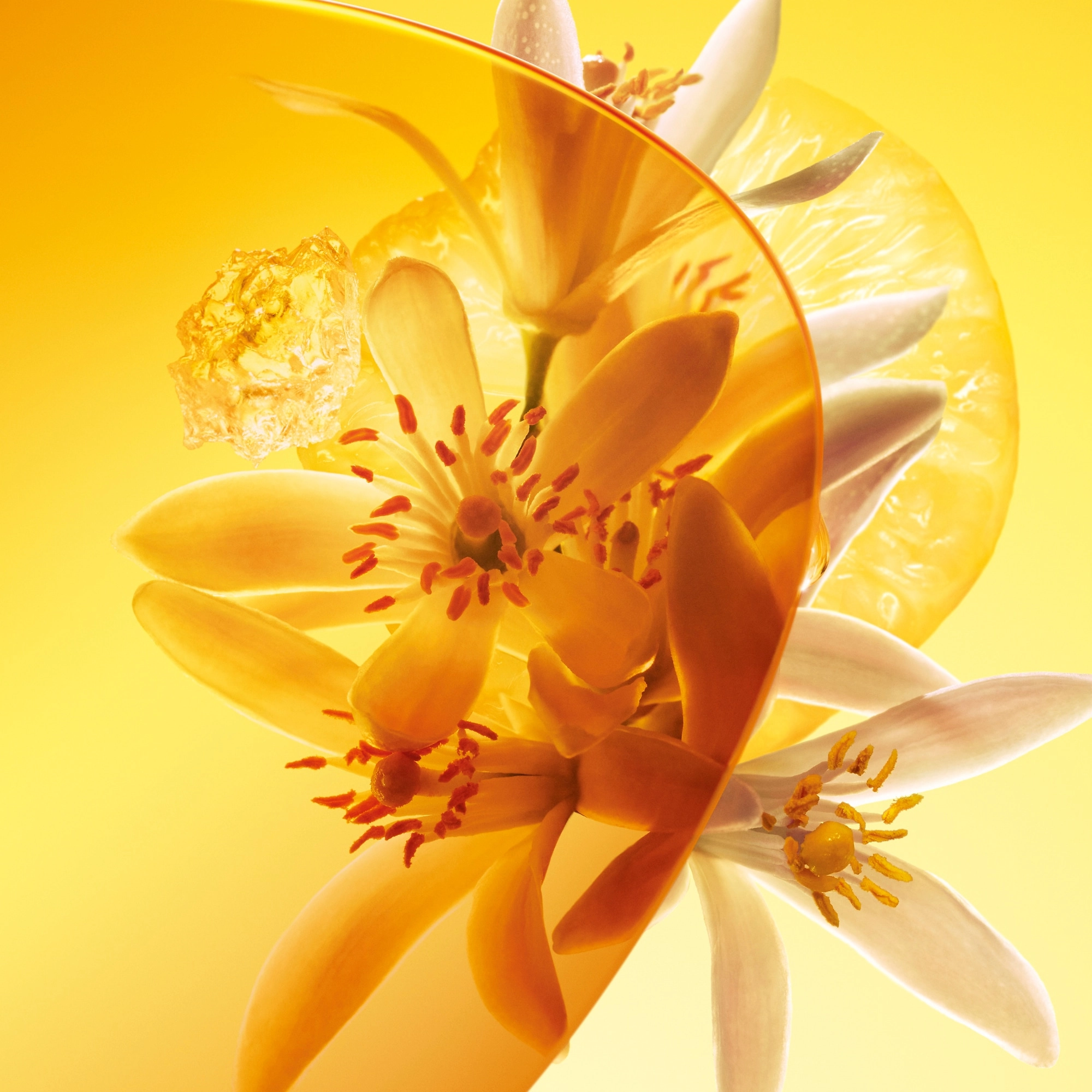 Фото Louis Vuitton Sun Song (2025)