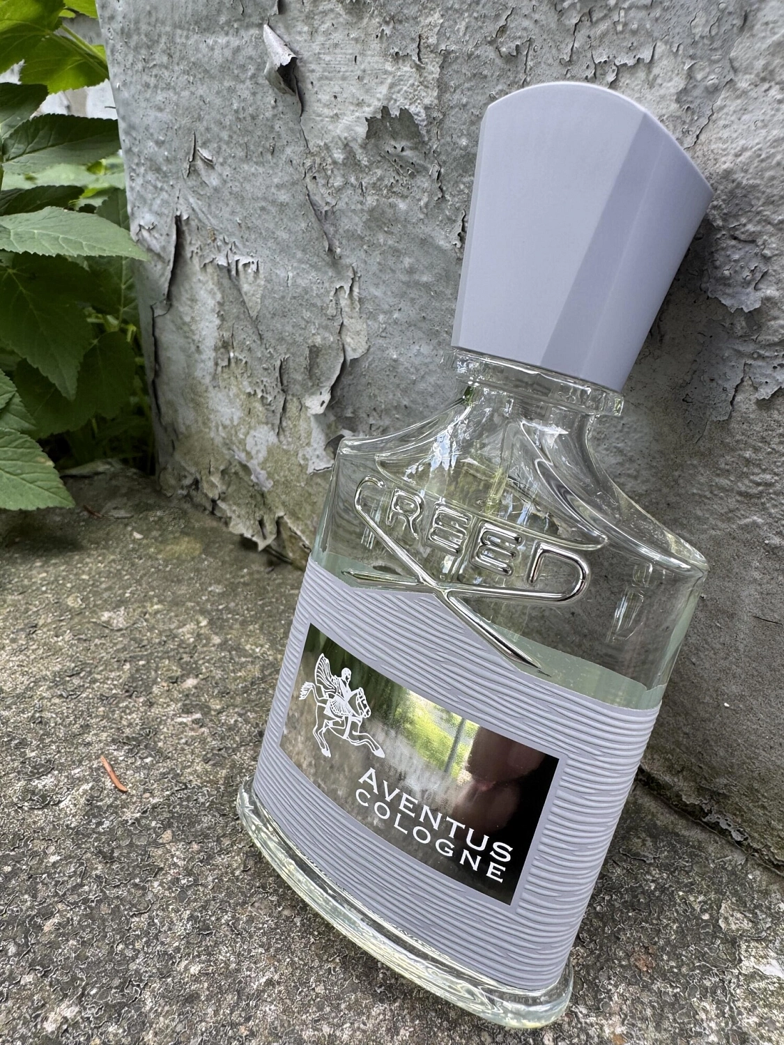 Creed Aventus Cologne