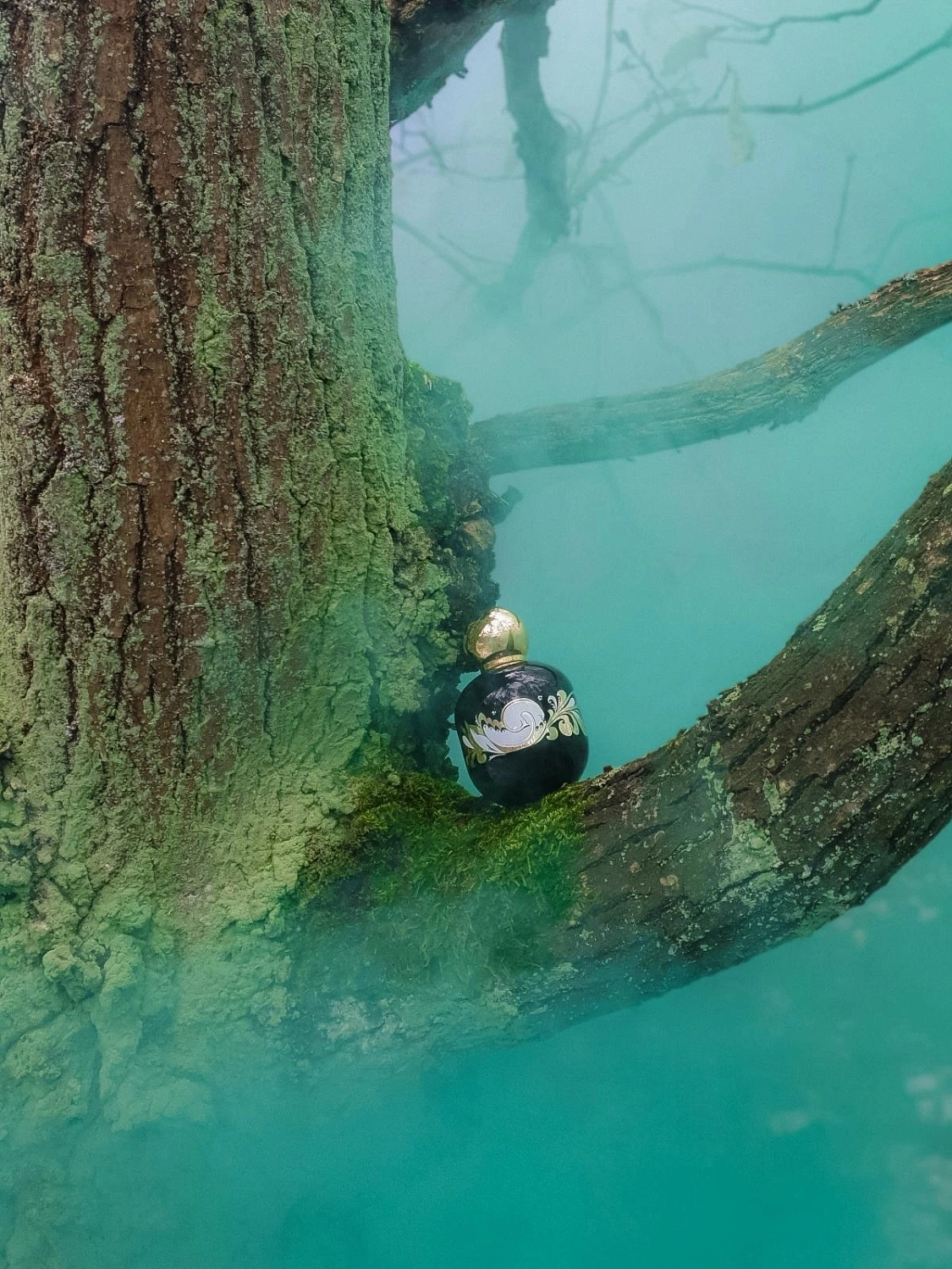 The Vagabond Prince Enchanted Forest