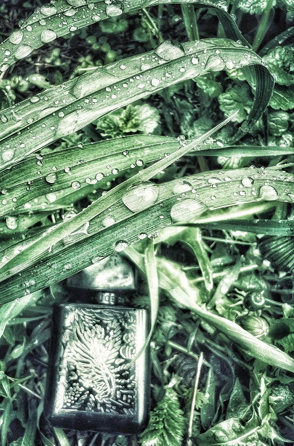 Rouge Bunny Rouge Cynefin