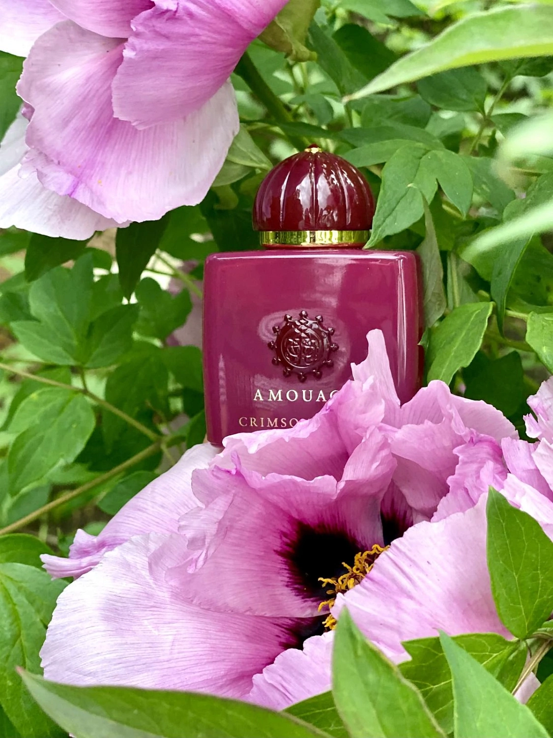 Amouage Crimson Rocks