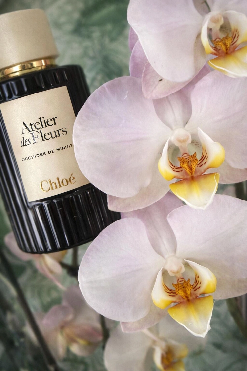 Chloé Atelier Des Fleurs Orchidee de Minuit