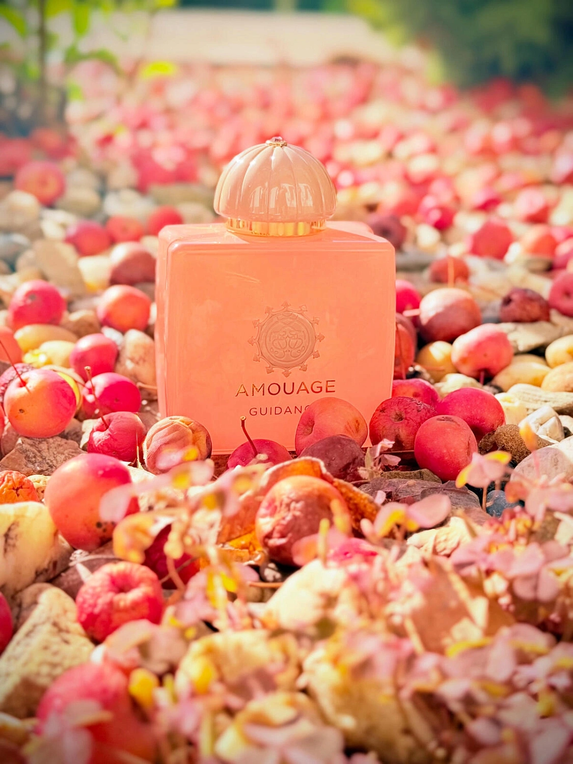 Amouage Guidance