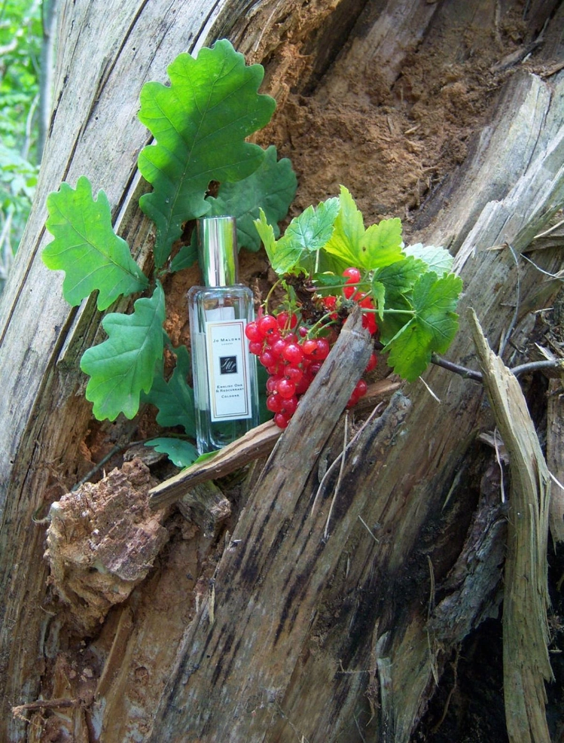 Jo Malone English Oak & Redcurrent