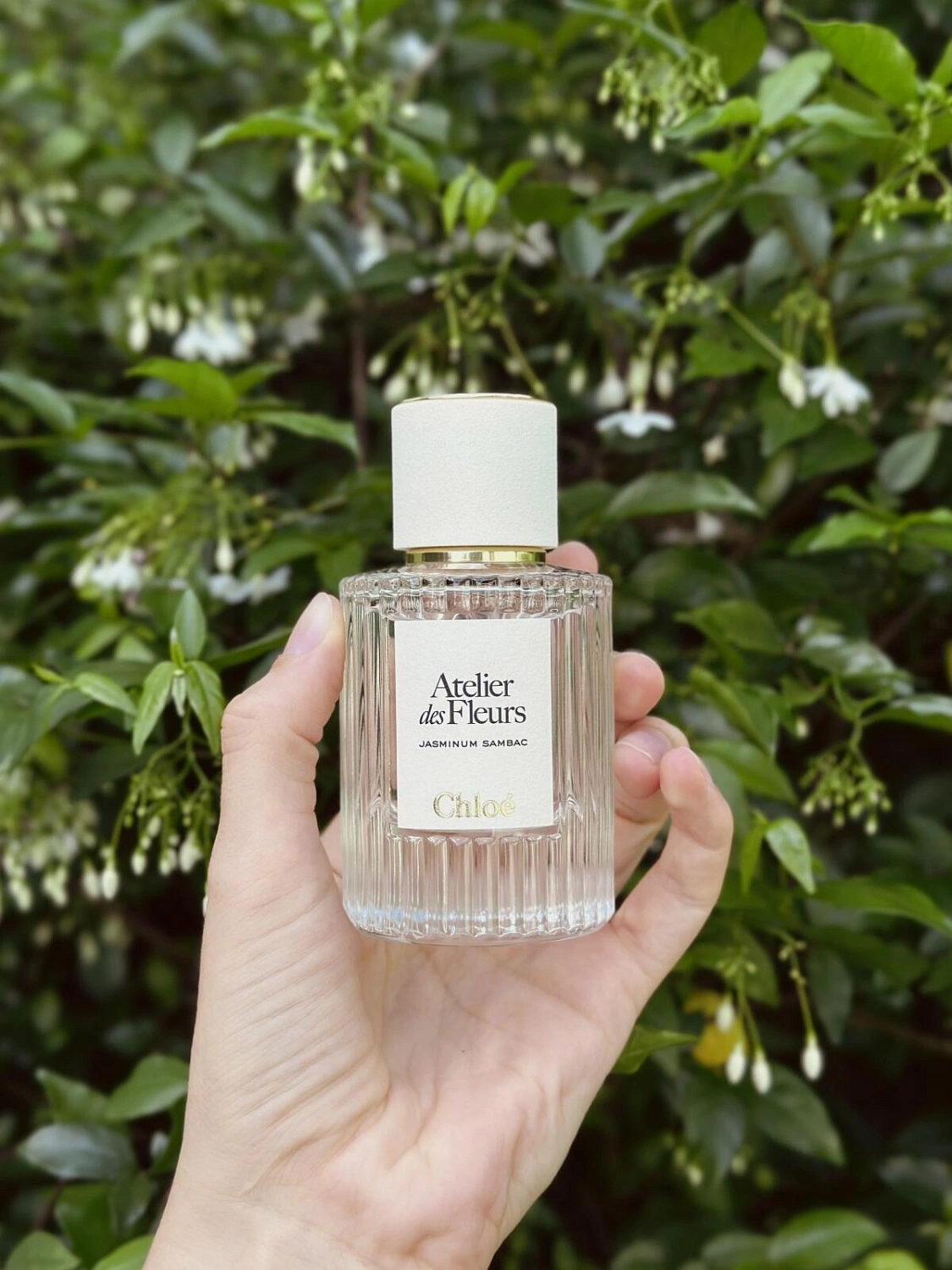 Chloé Atelier Des Fleurs Jasminum Sambac