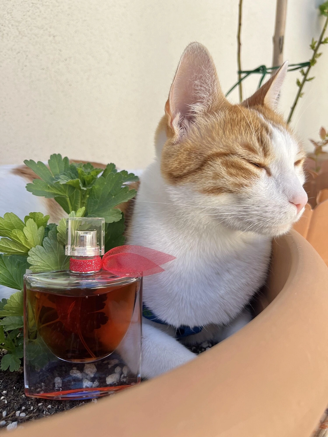 Lancôme La Vie Est Belle Intensement