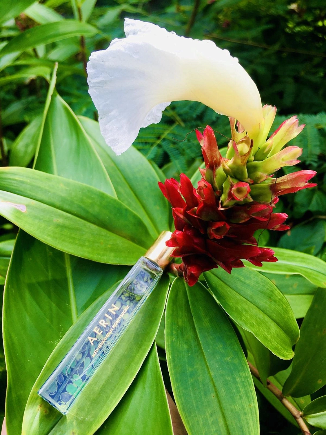 AERIN Mediterranean Honeysuckle