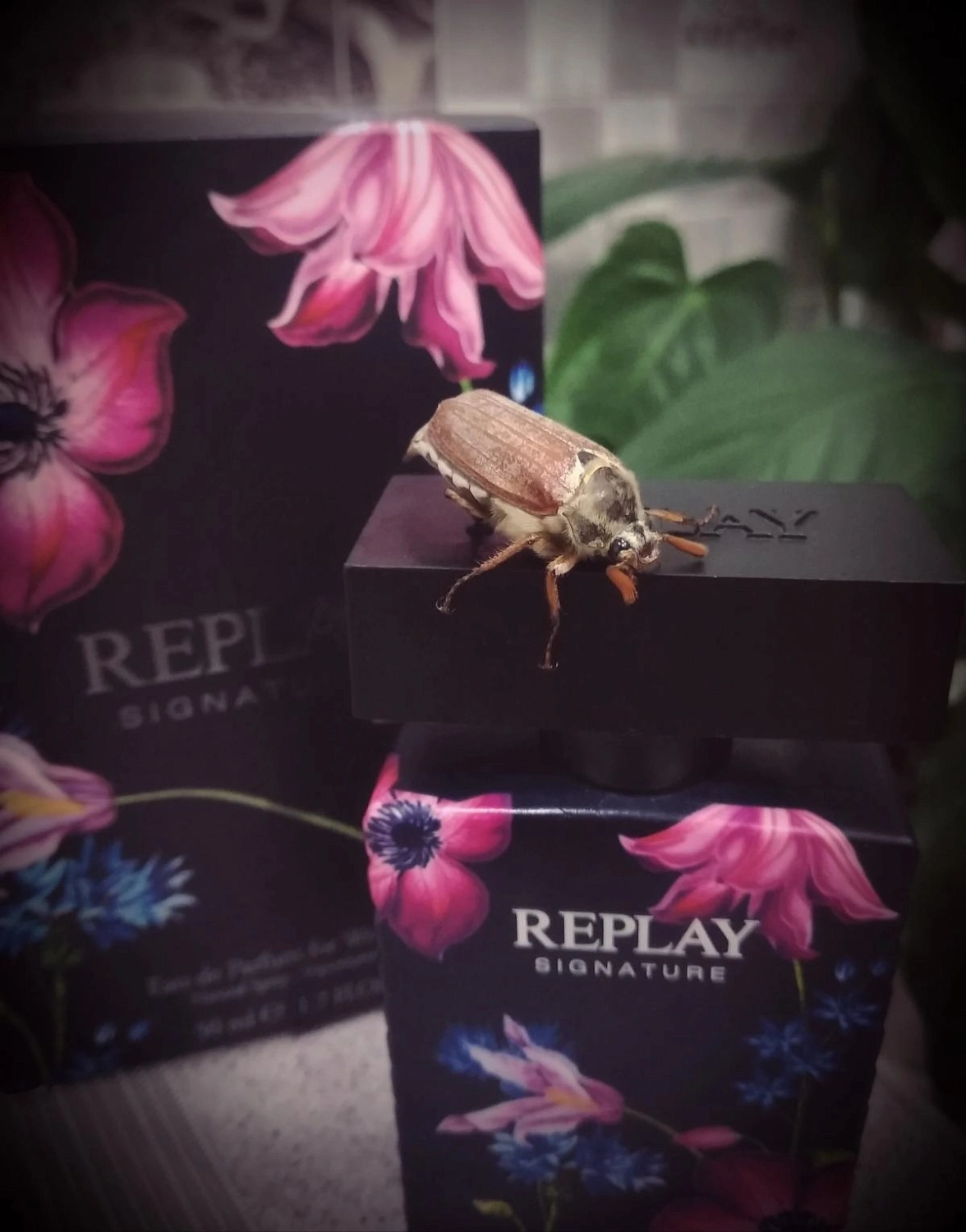 Replay Signature for Women