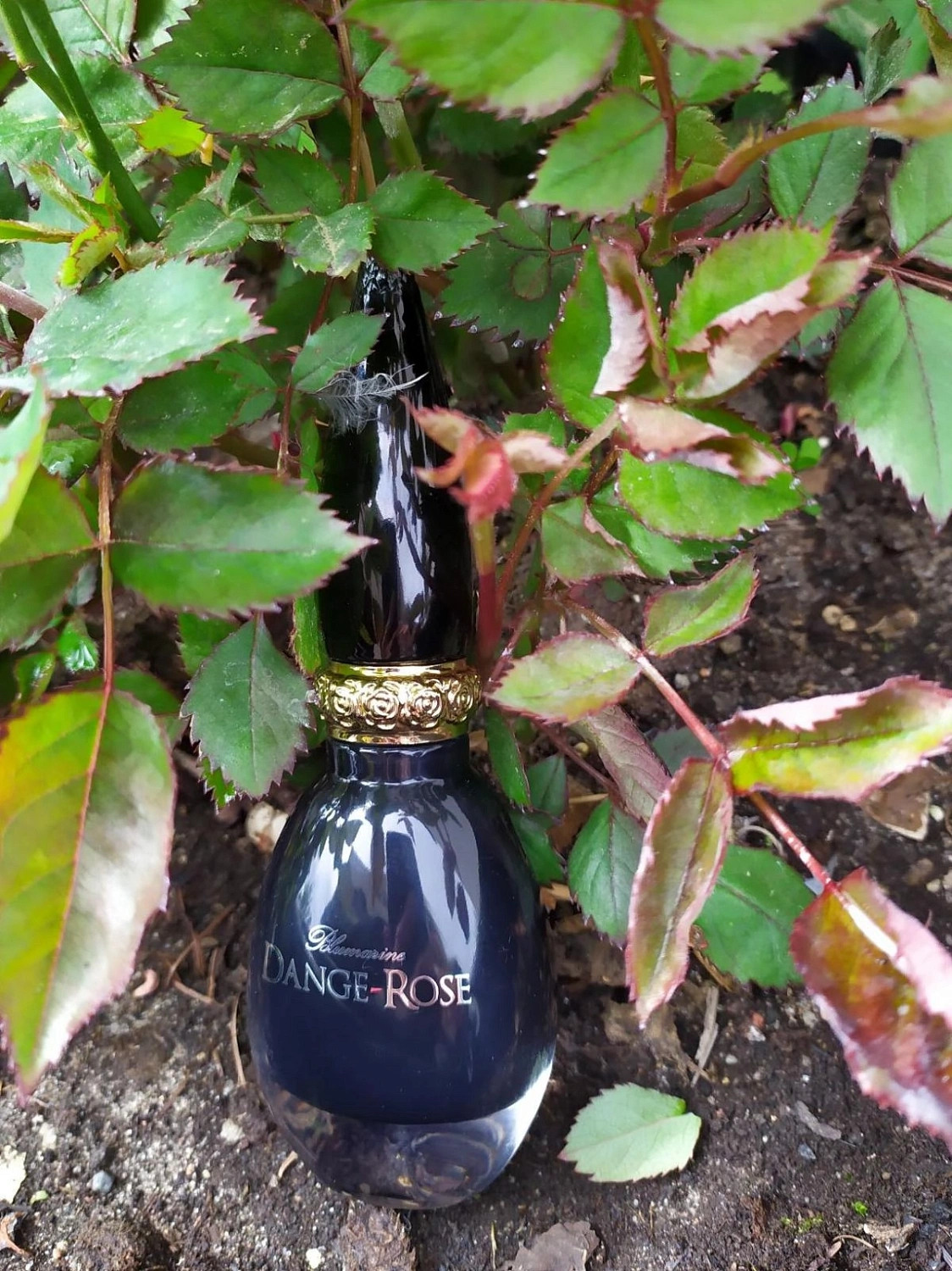 Blumarine Dange-Rose