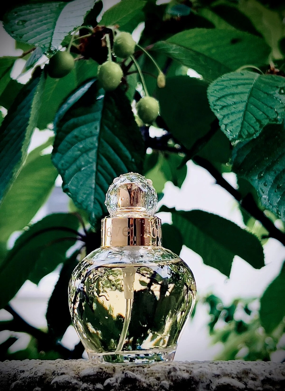 Joop! All About Eve