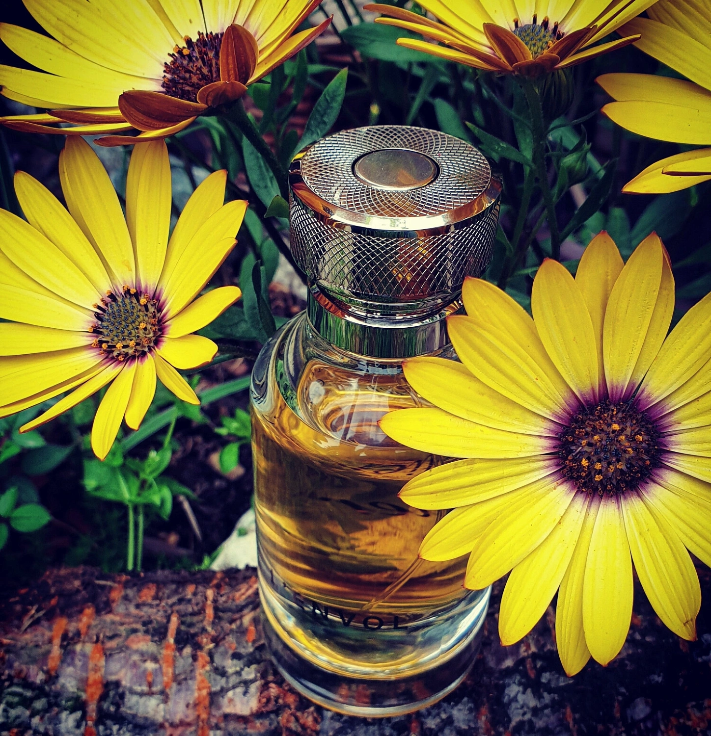 Cartier L'Envol
