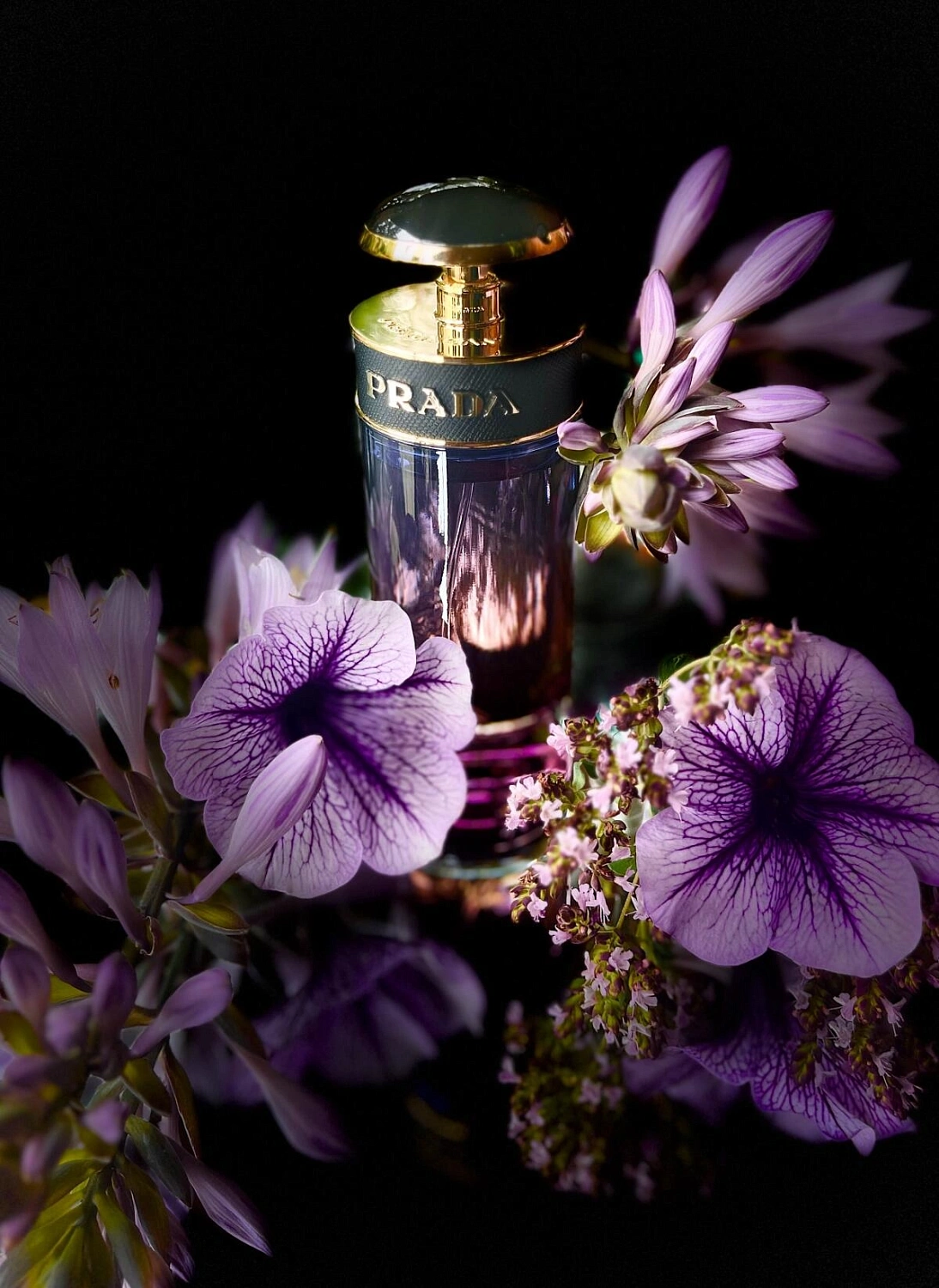 Prada Candy Night