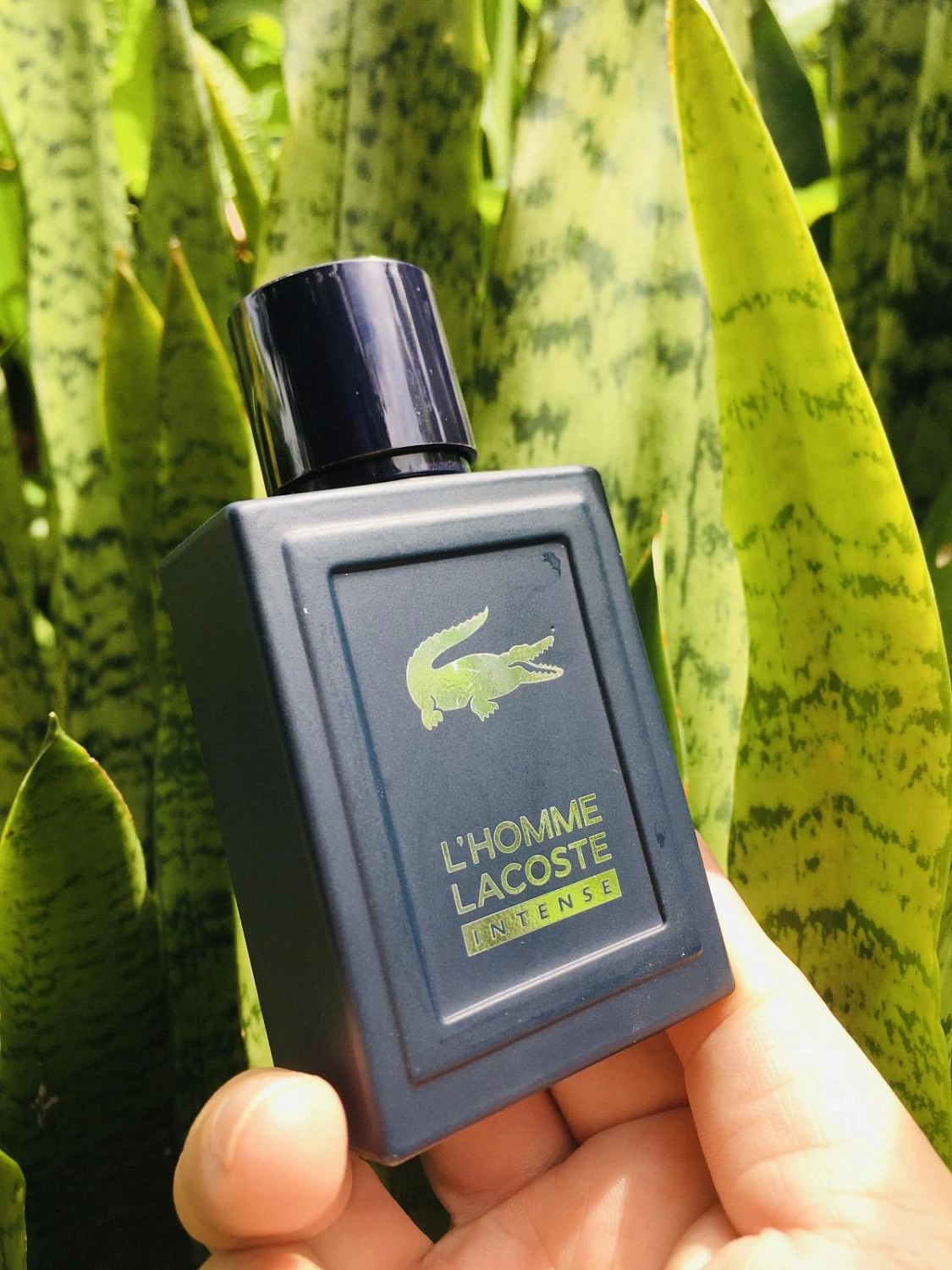 L'Homme Lacoste Intense