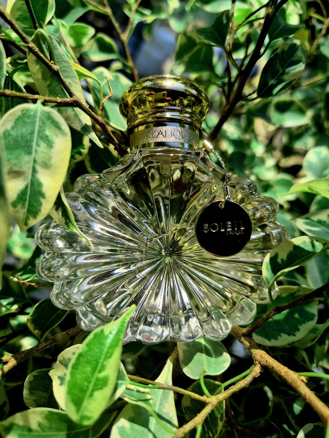 Lalique Soleil