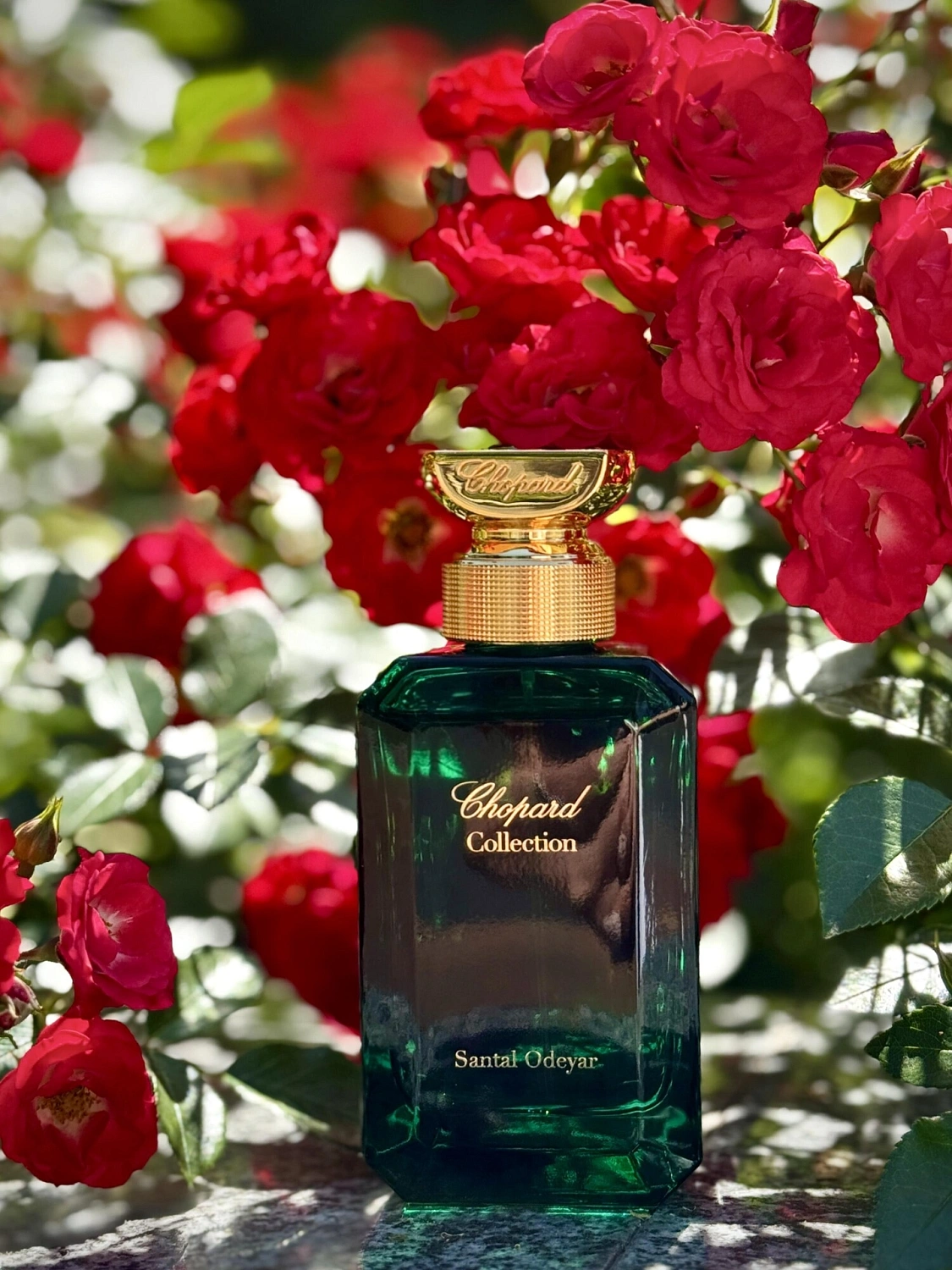 Chopard Santal Odeyar