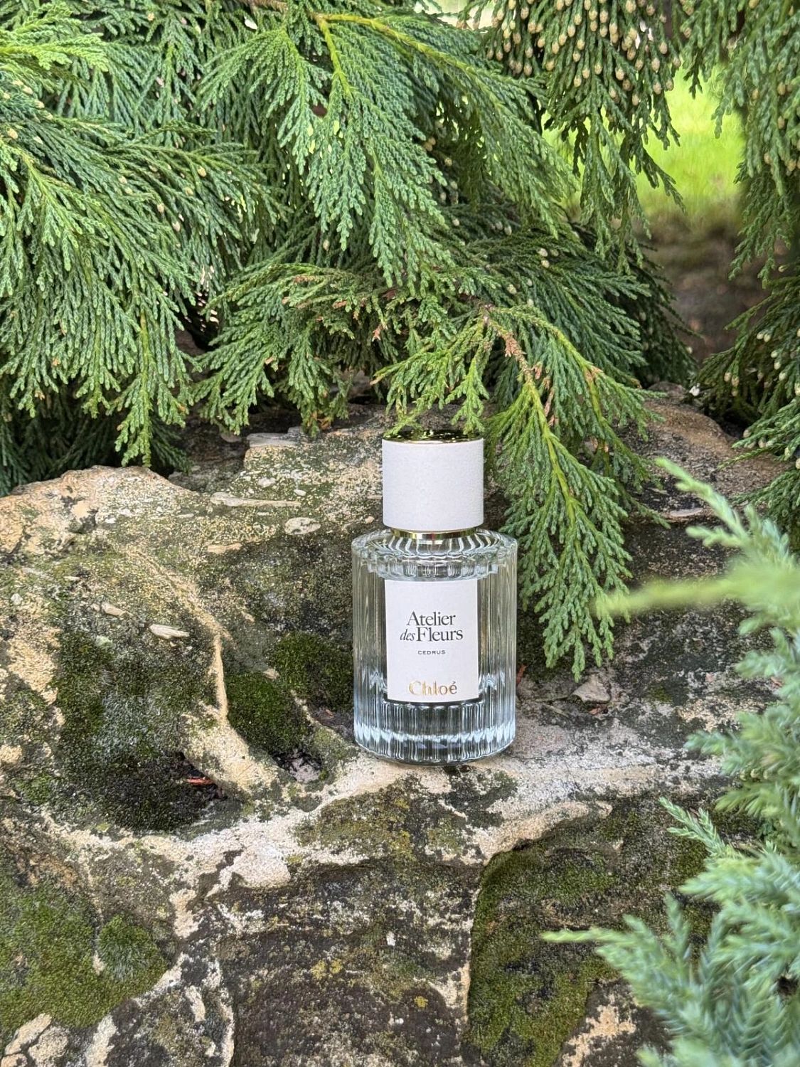 Chloé Atelier Des Fleurs Cedrus