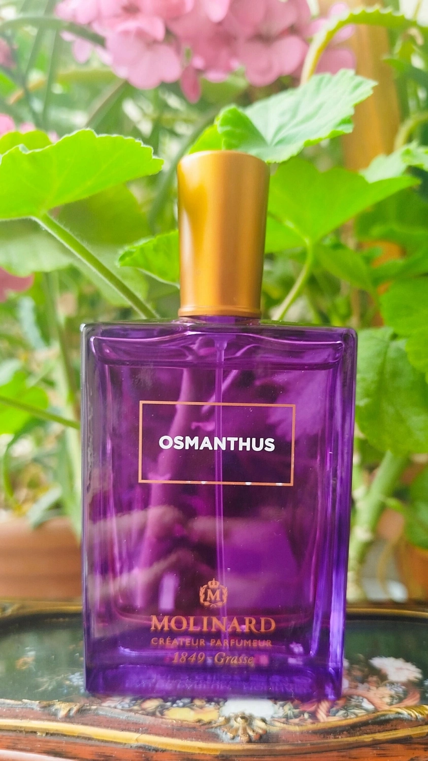 Molinard Osmanthus