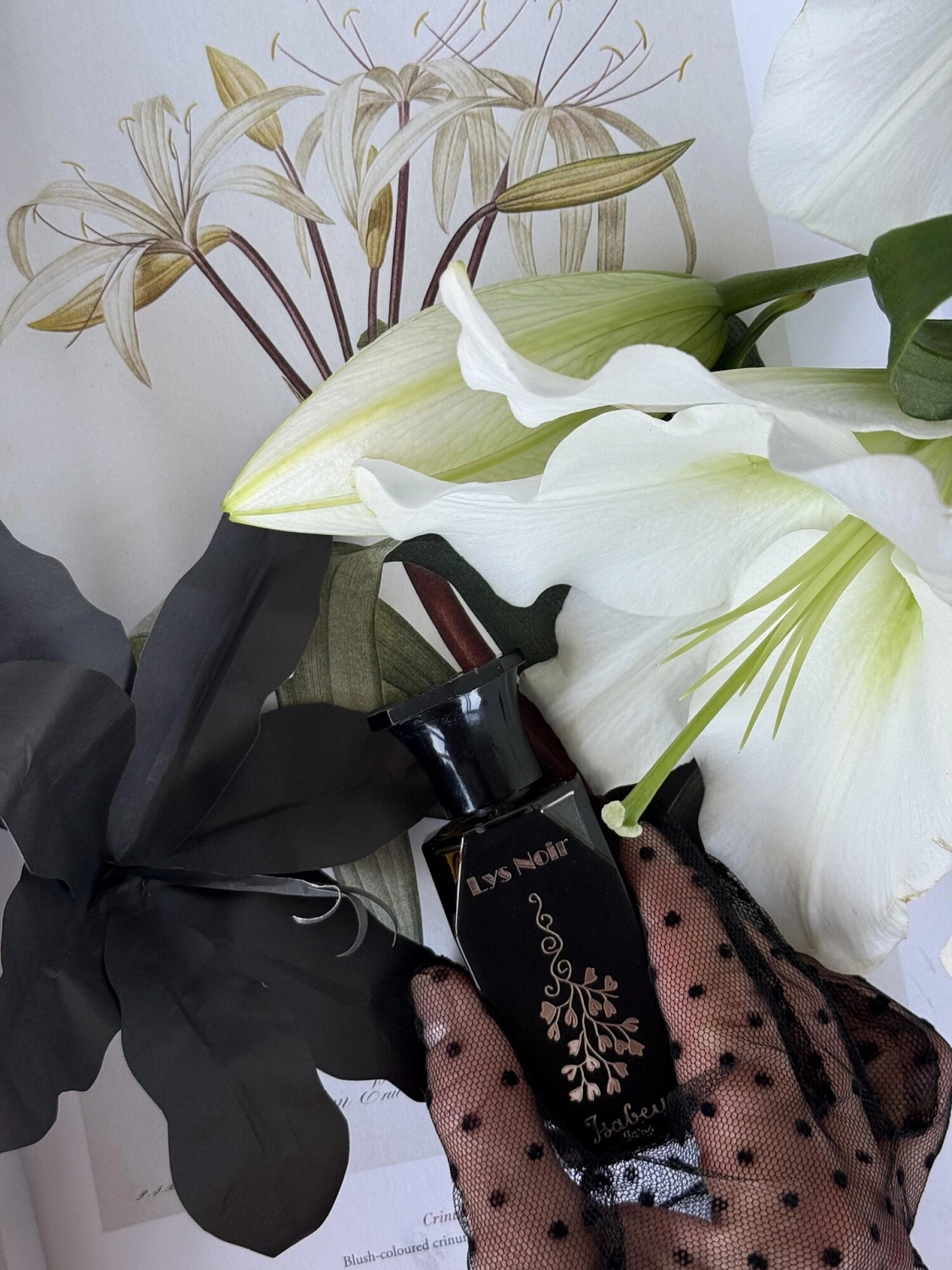 Panouge Isabey Lys Noir