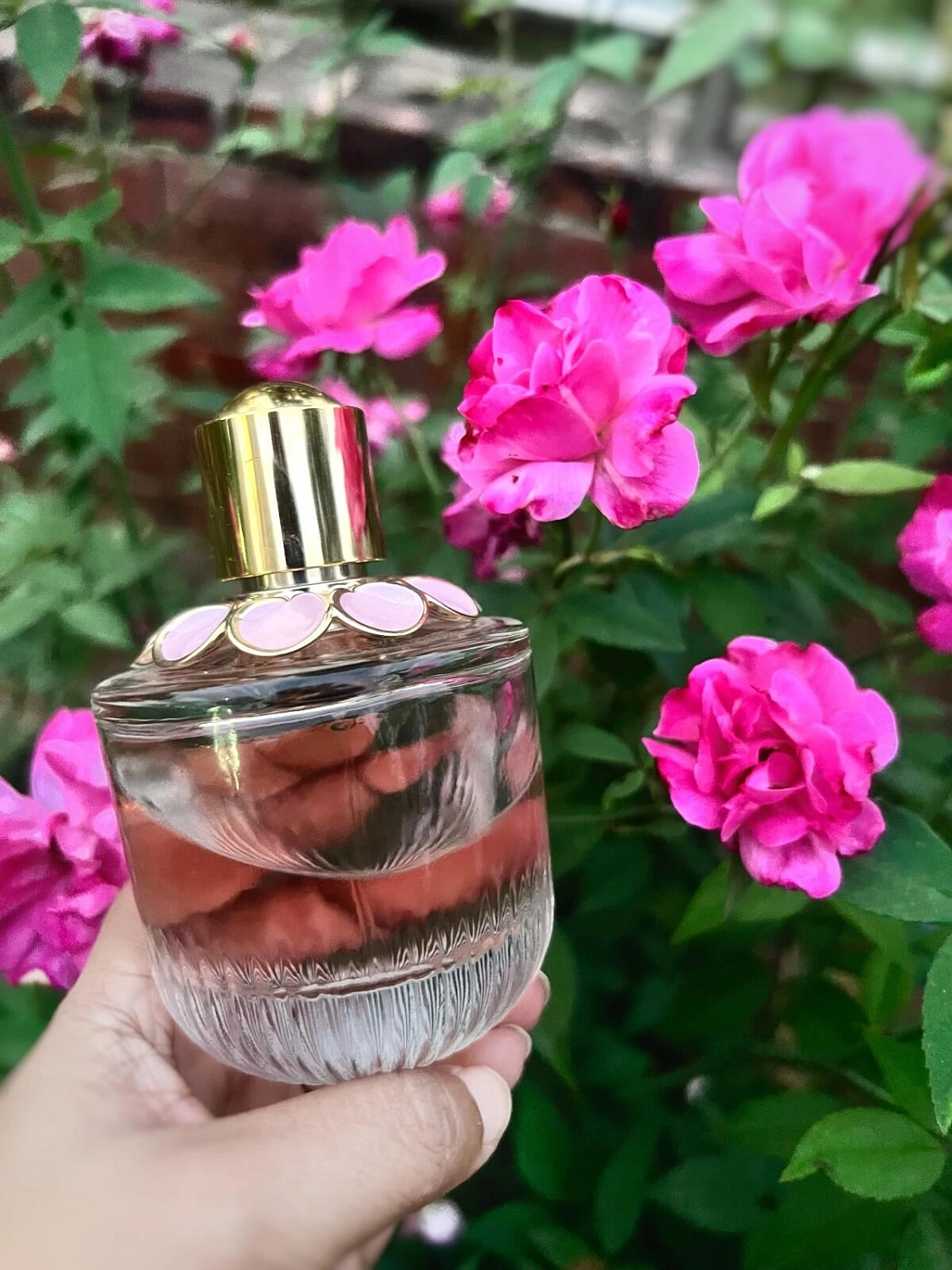 Elie Saab Girl of Now Rose Petal