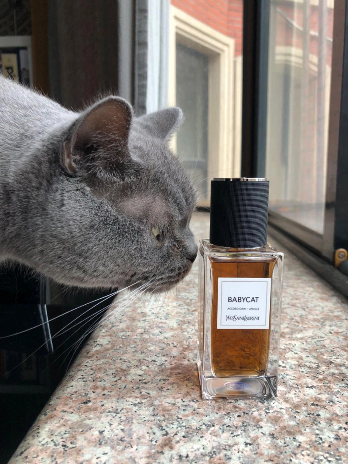 Yves Saint Laurent Babycat