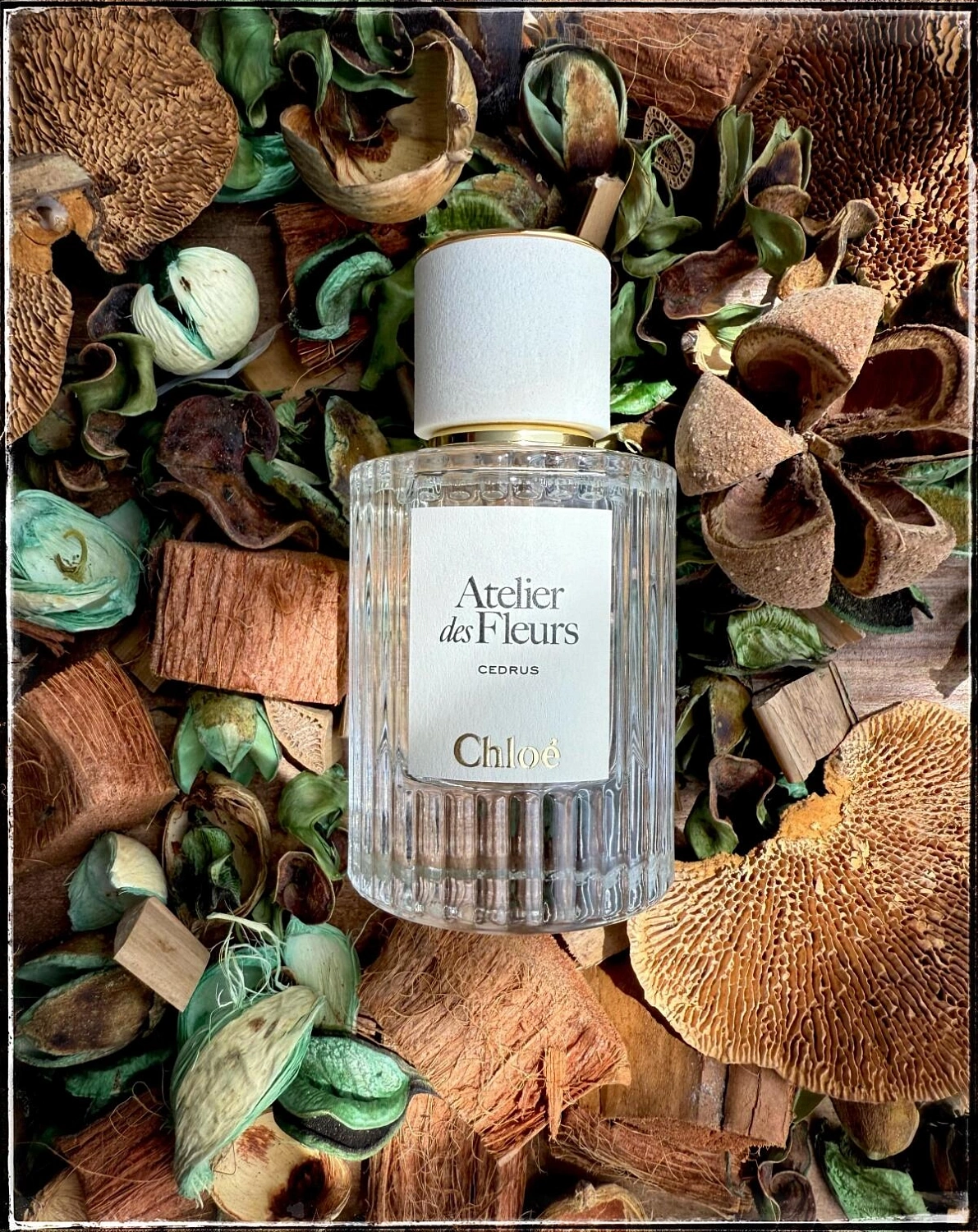 Chloé Atelier Des Fleurs Cedrus