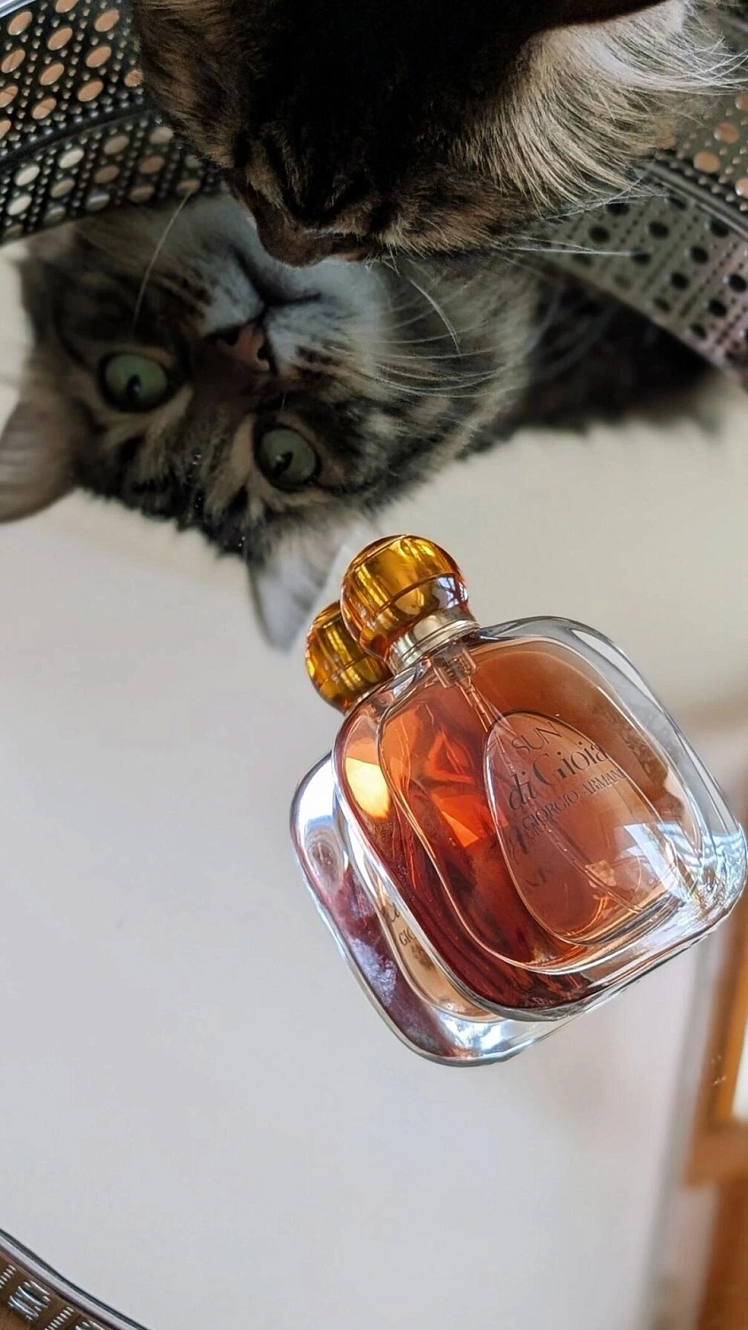 Armani Sun di Gioia