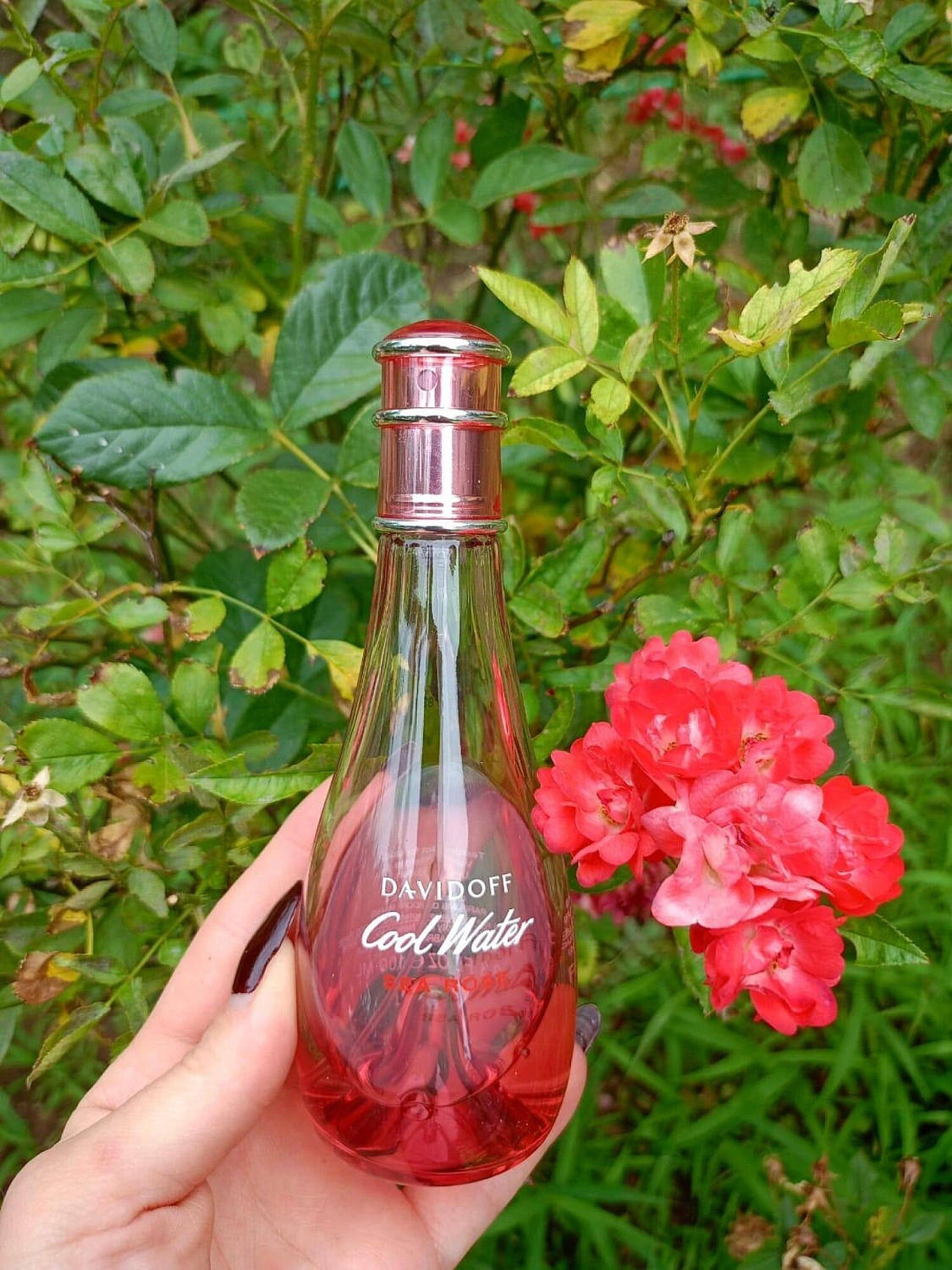 Davidoff Cool Water Sea Rose