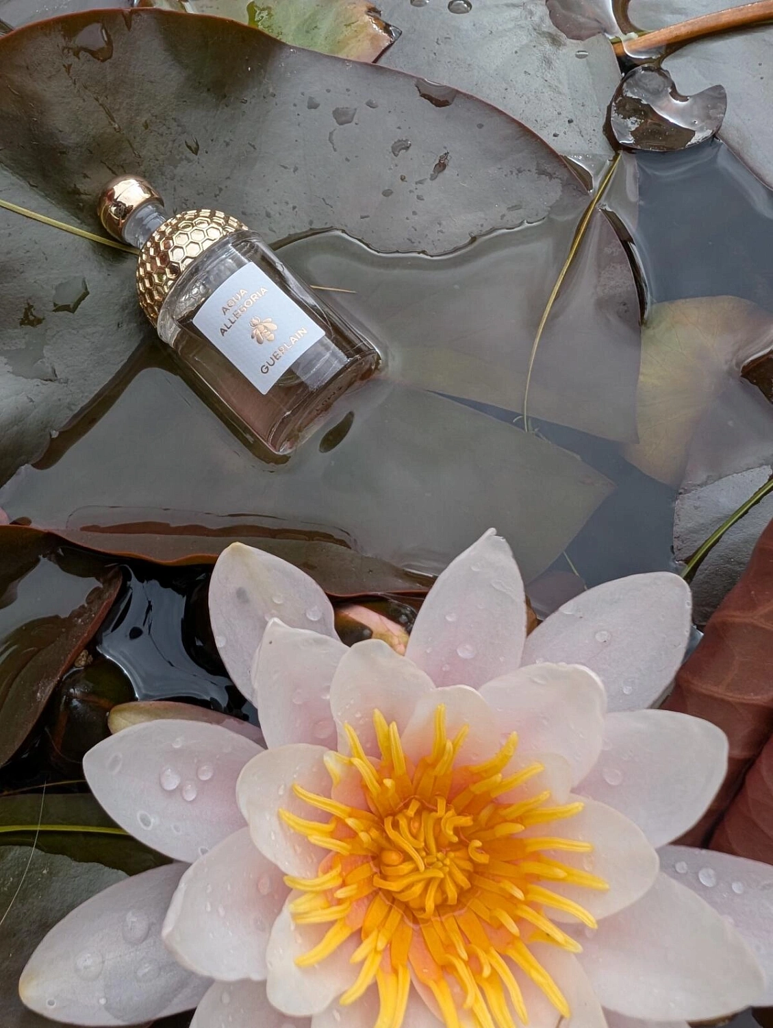 Guerlain Aqua Allegoria Mandarine Basilic