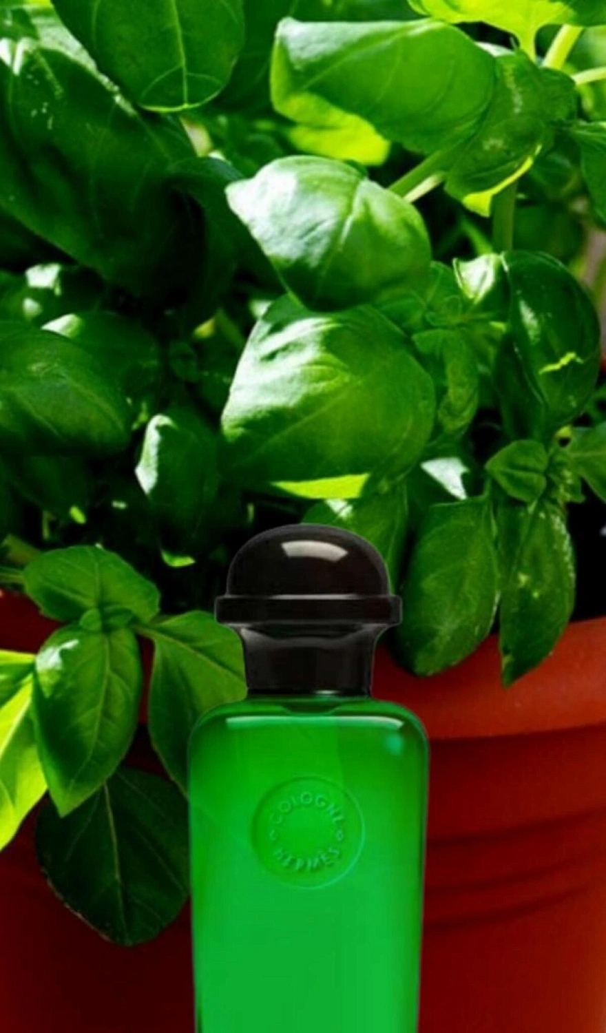 Hermès Eau de Basilic Pourpre