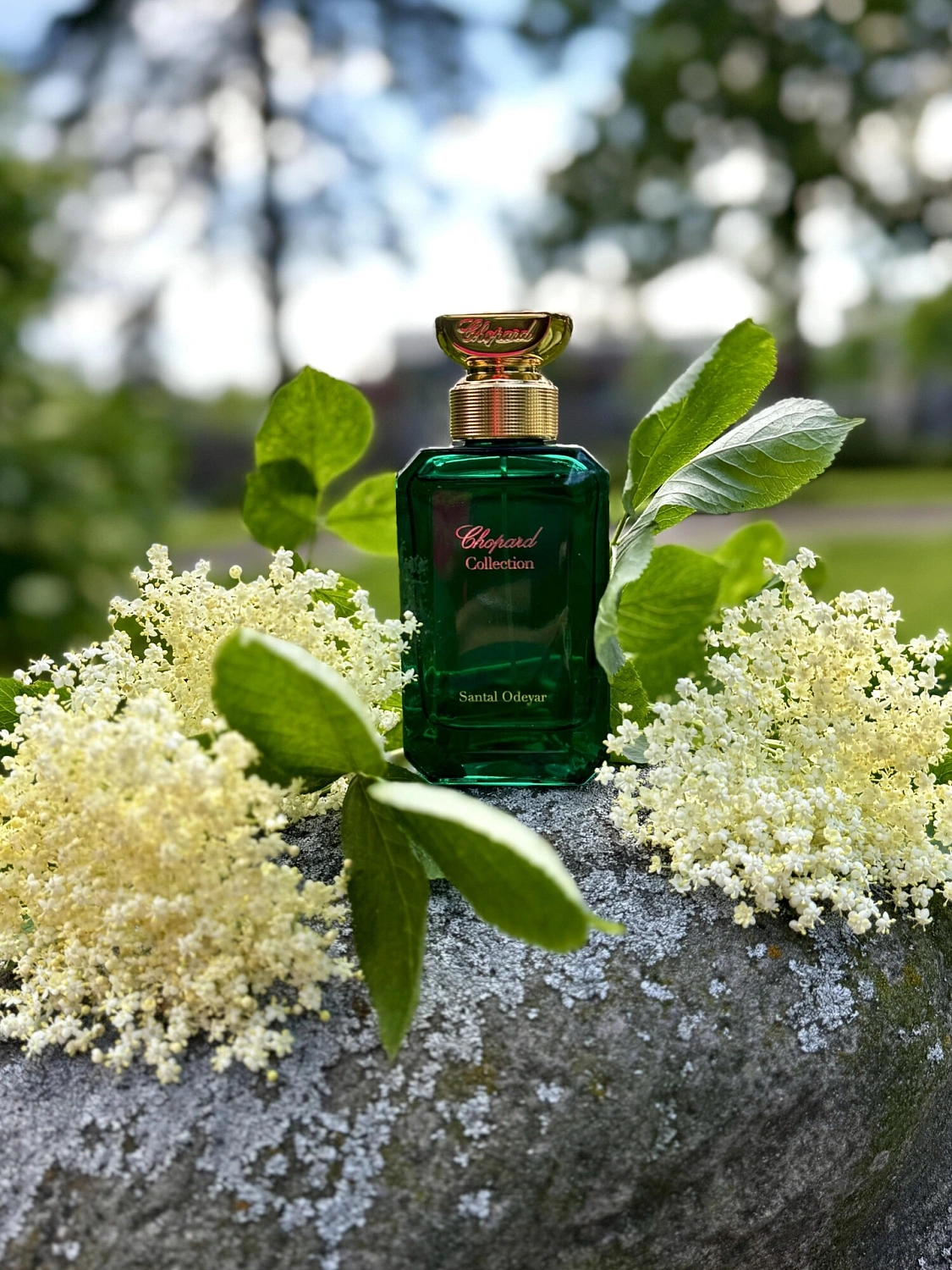 Chopard Santal Odeyar