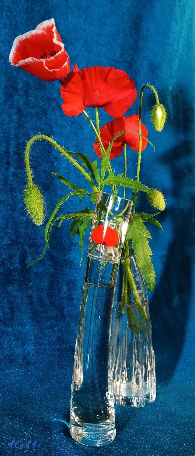 Flower by Kenzo