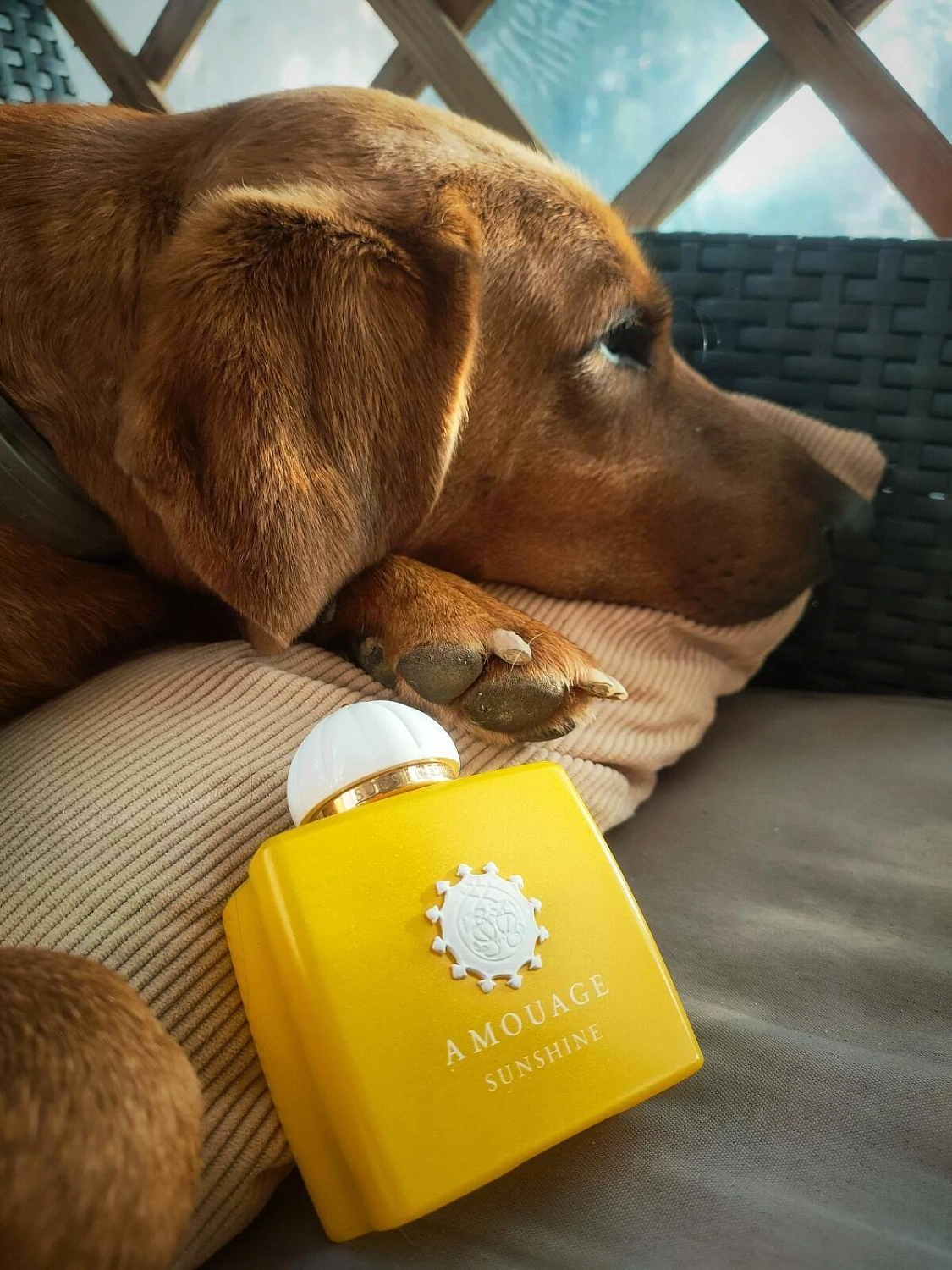 Amouage Sunshine