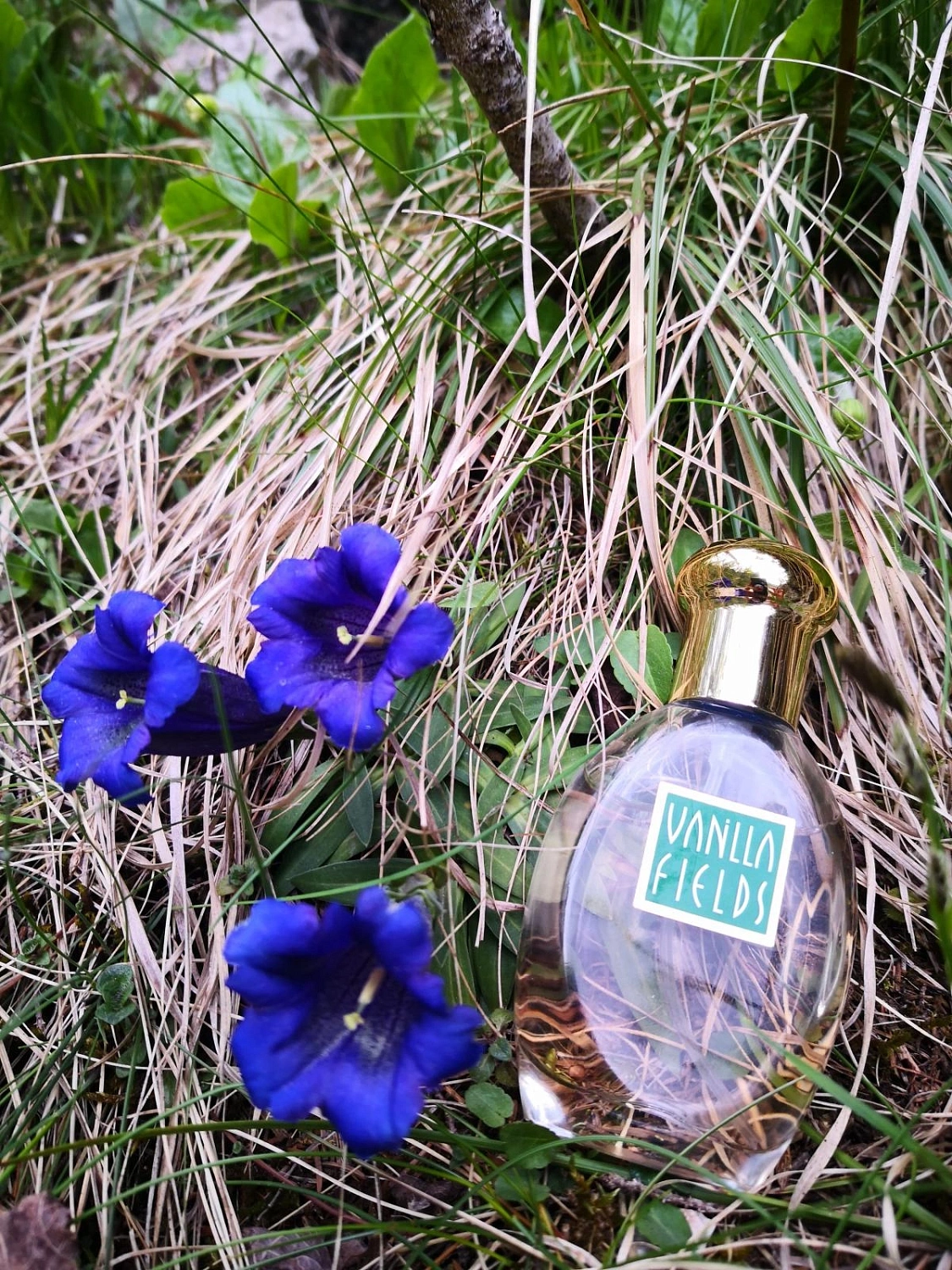 Coty Vanilla Fields