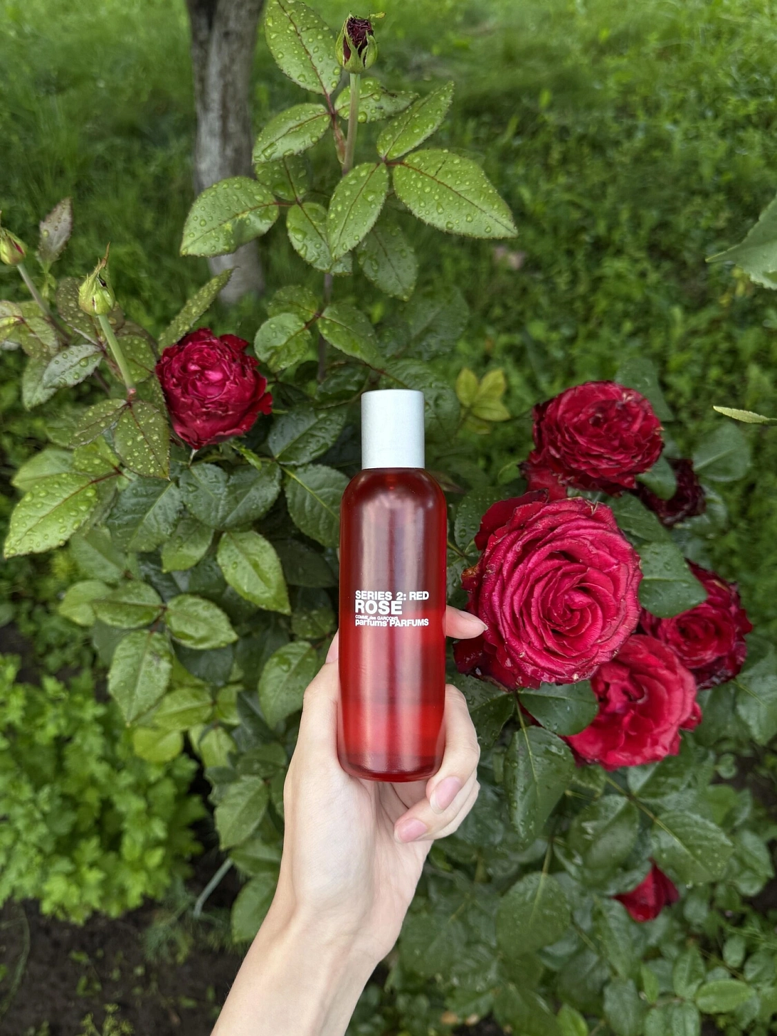 Comme des Garçons Series 2 Red Rose