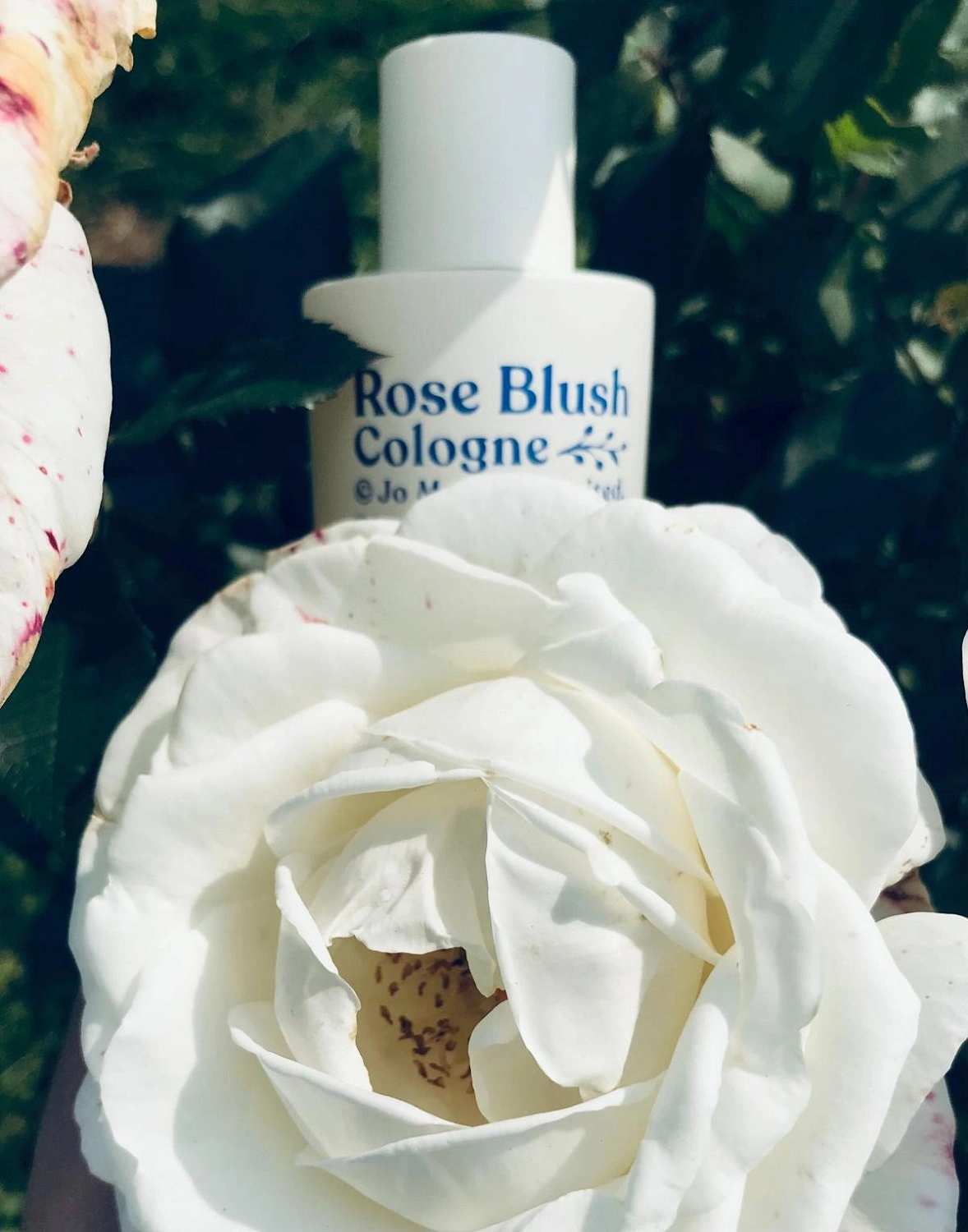Jo Malone Rose Blush Cologne