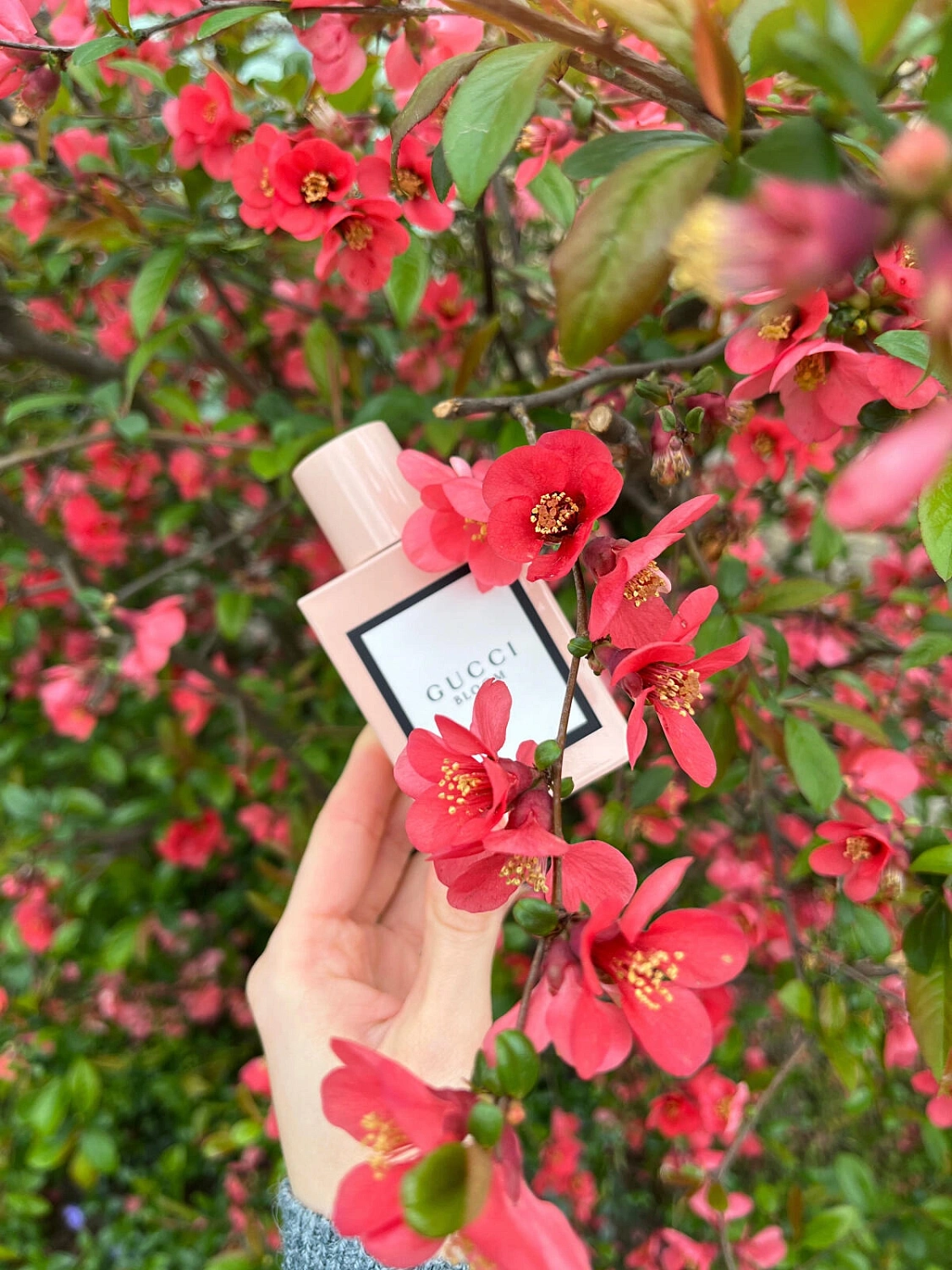 Gucci Bloom