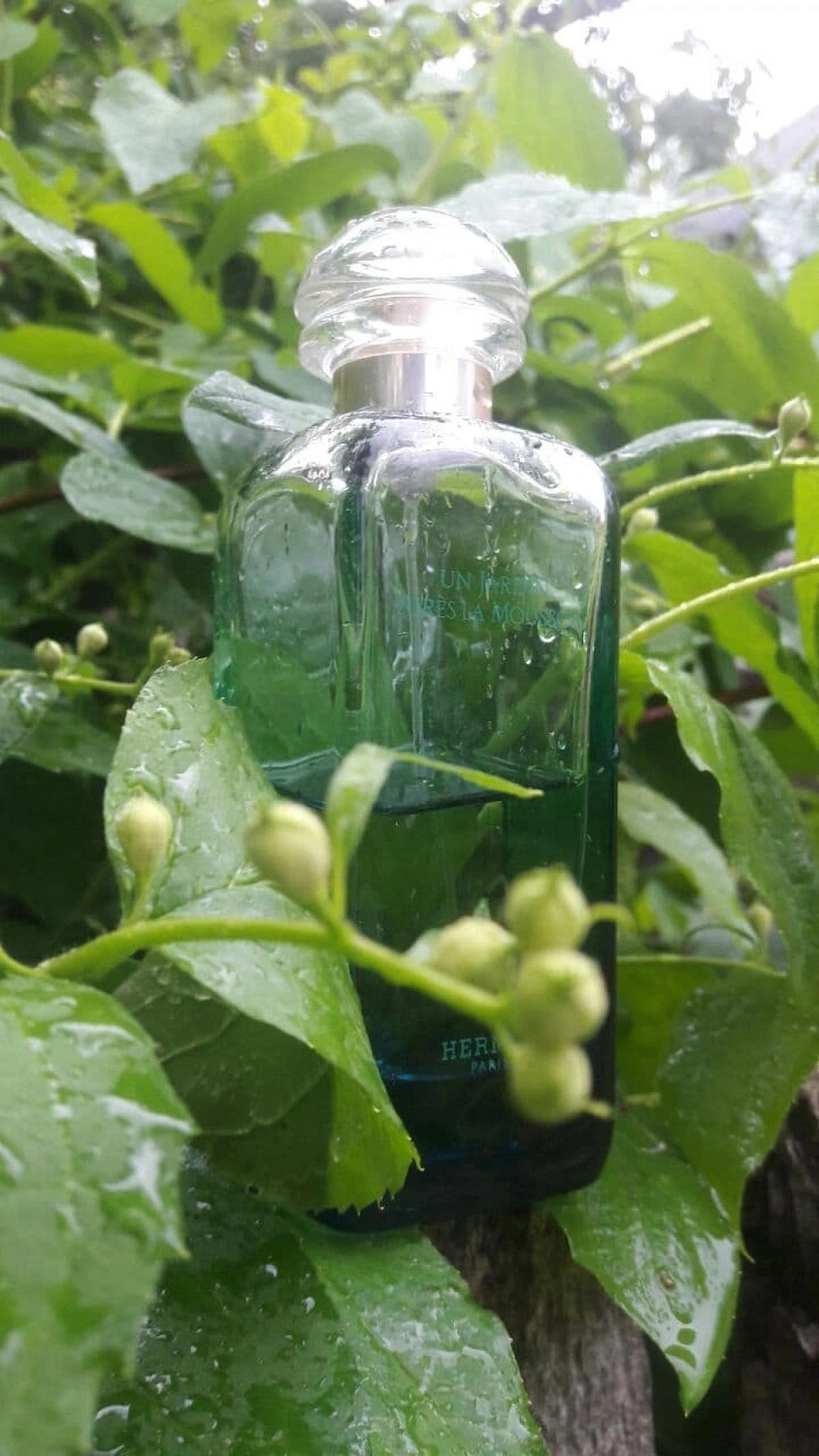 Hermès Un Jardin Apres La Mousson