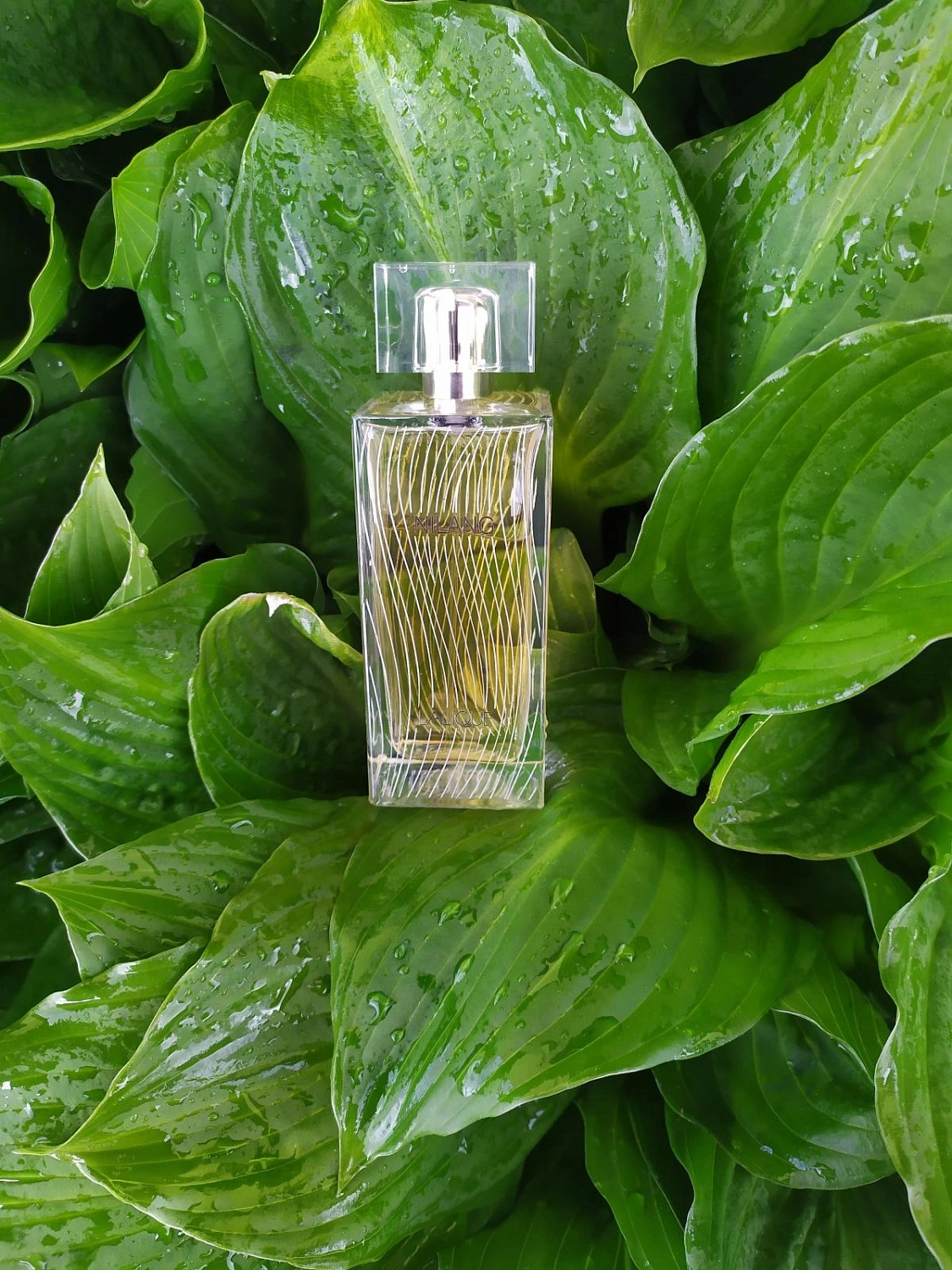 Lalique Nilang 2011