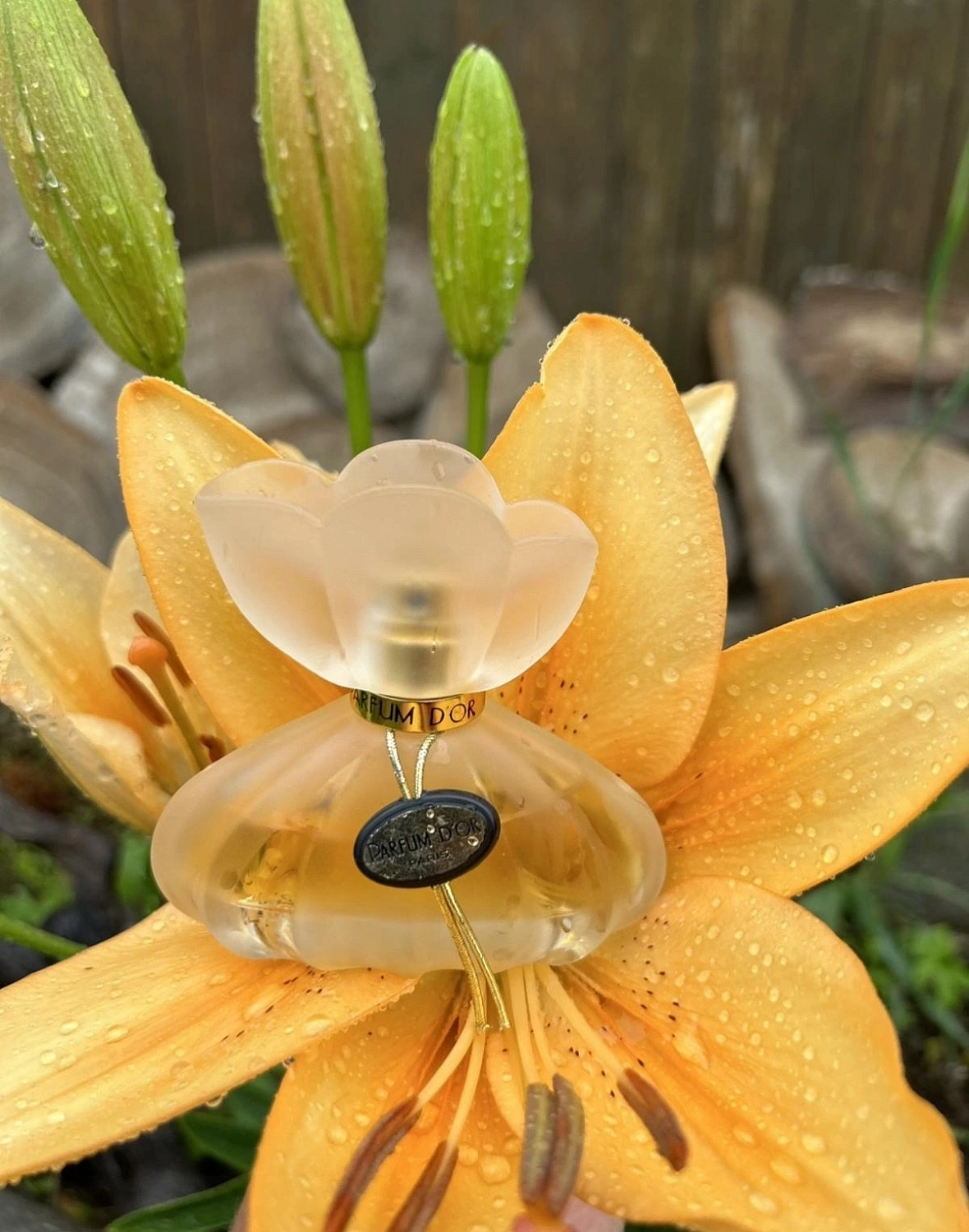 Kristel Saint Martin Parfum D'Or