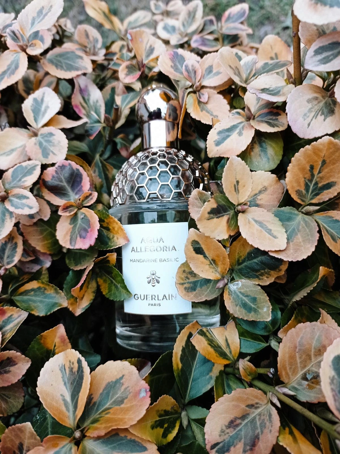 Guerlain Aqua Allegoria Mandarine Basilic