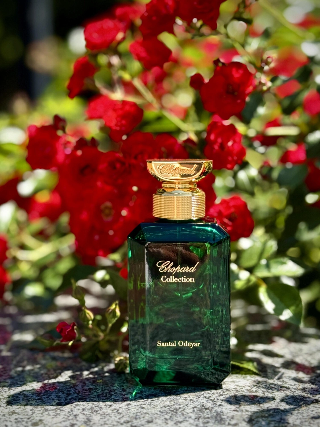 Chopard Santal Odeyar