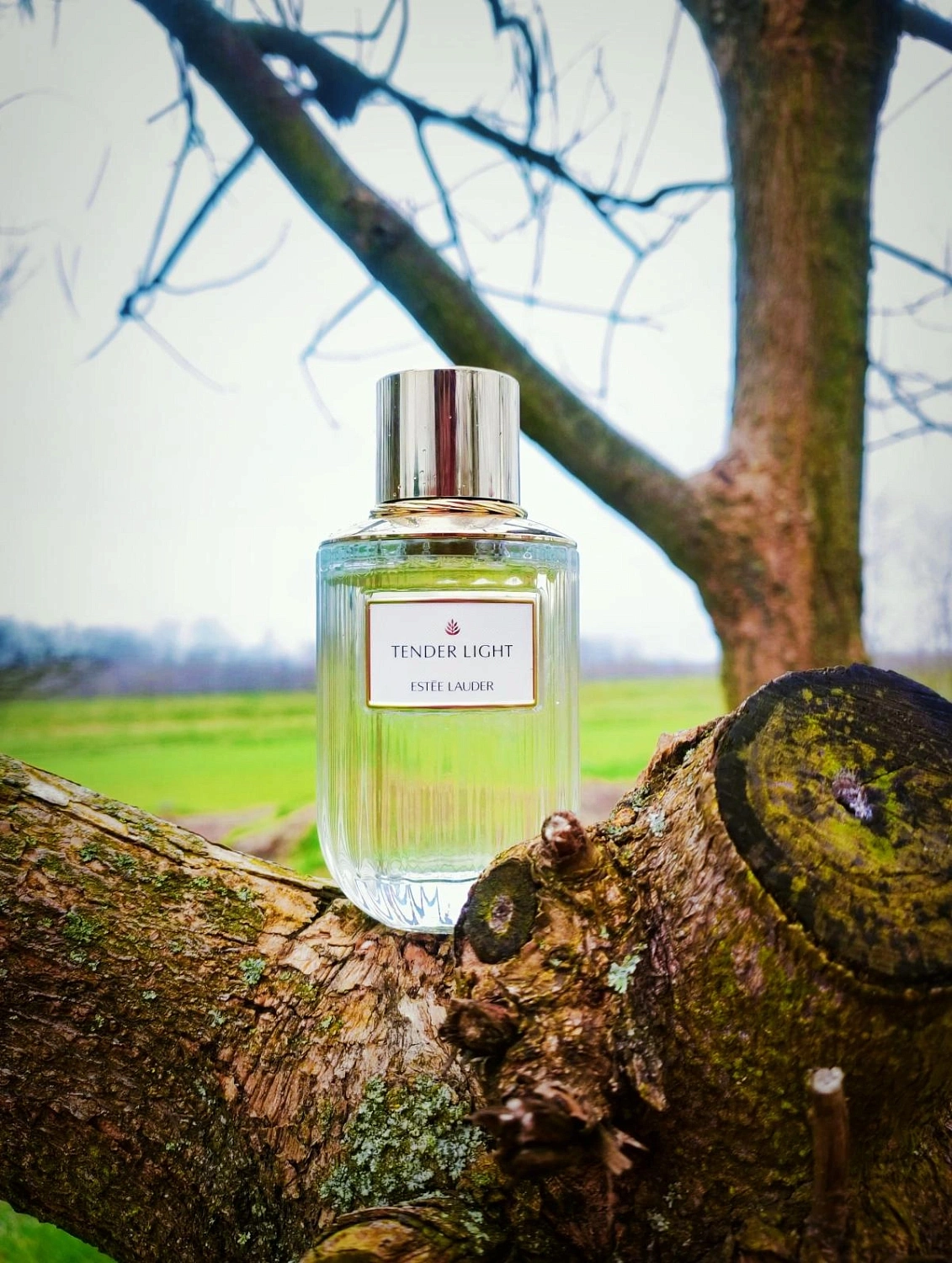 Estée Lauder Tender Light