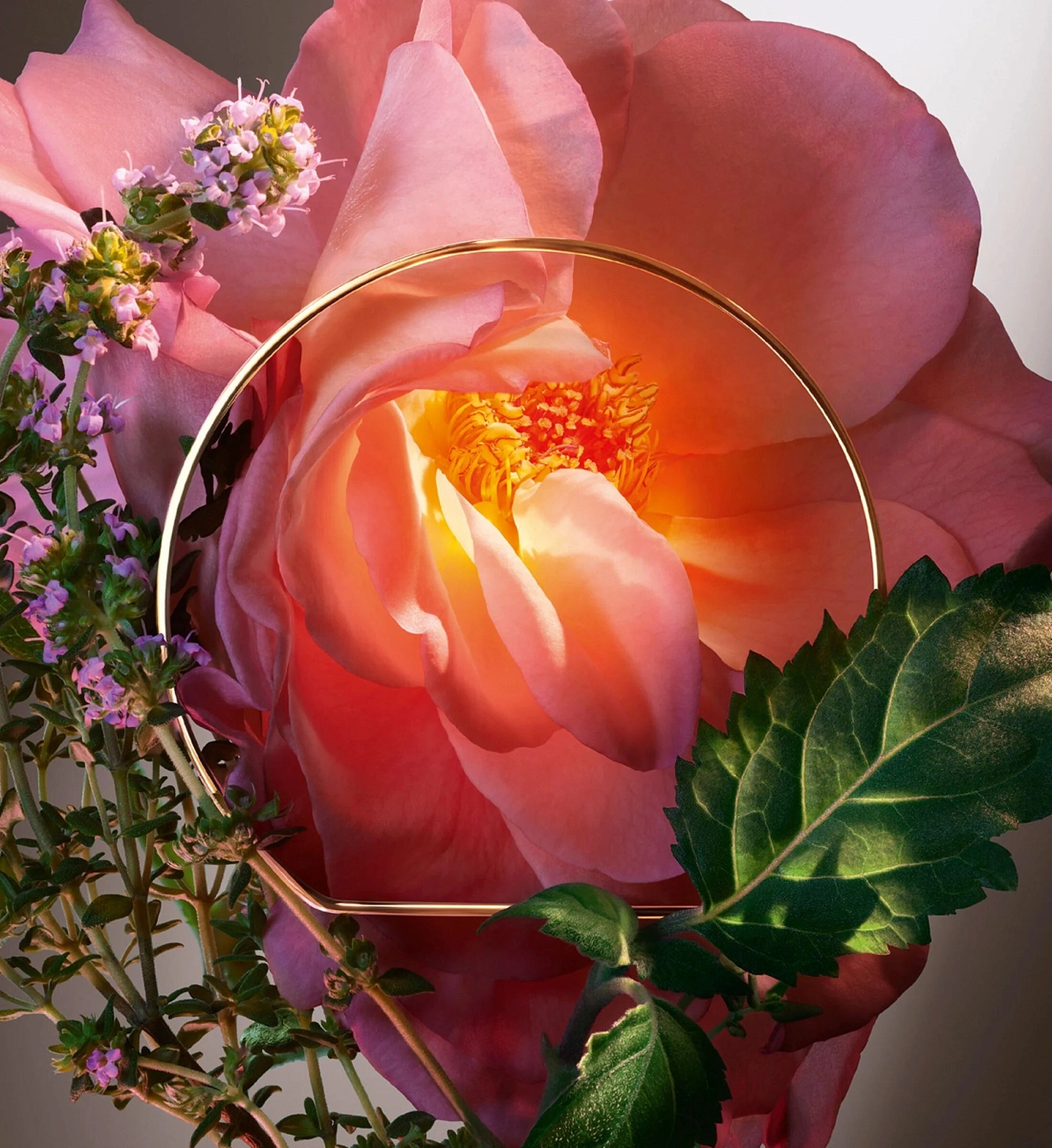 Lancôme Absolue Hot As Rose