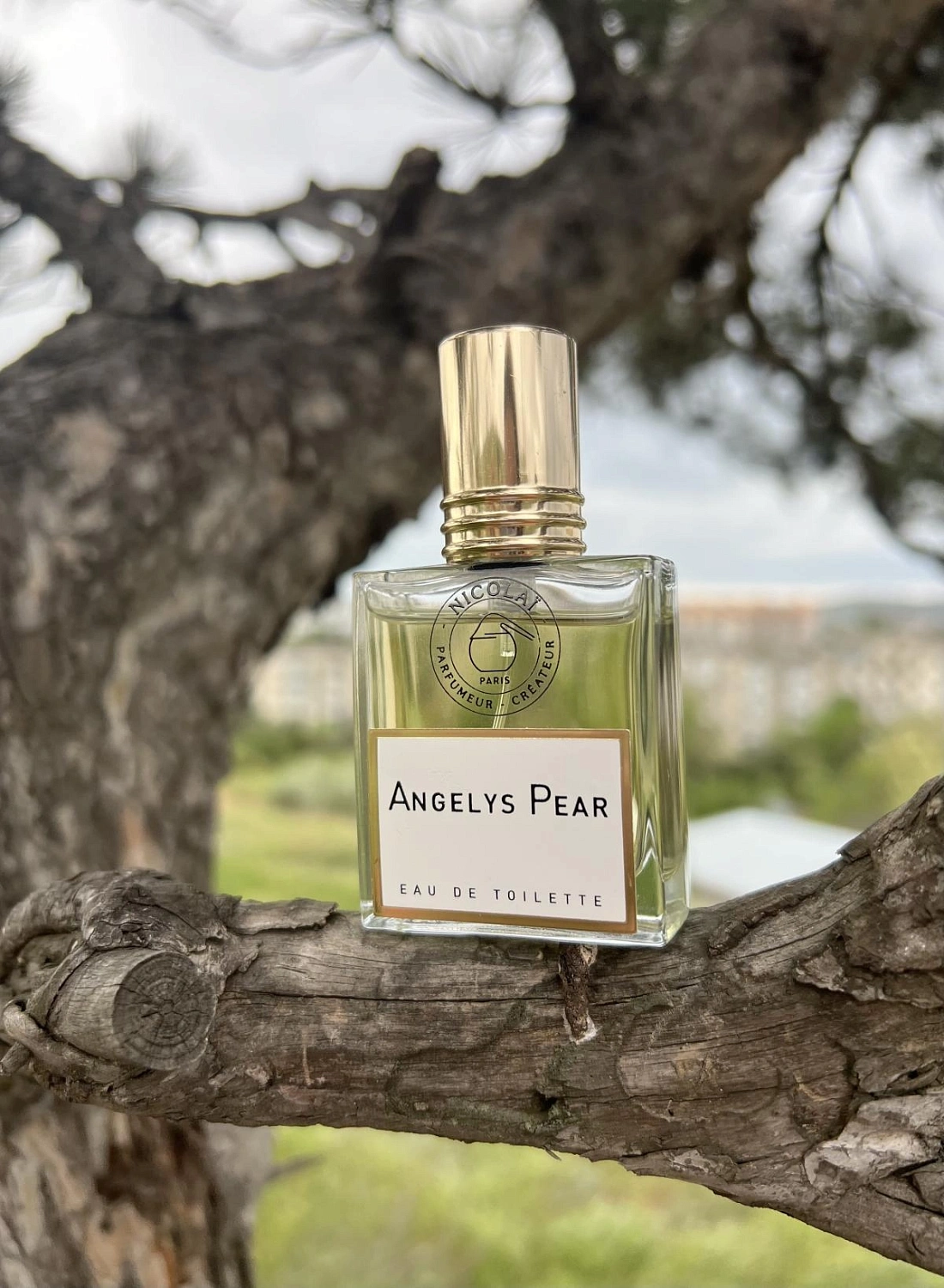 Nicolaï Angelys Pear