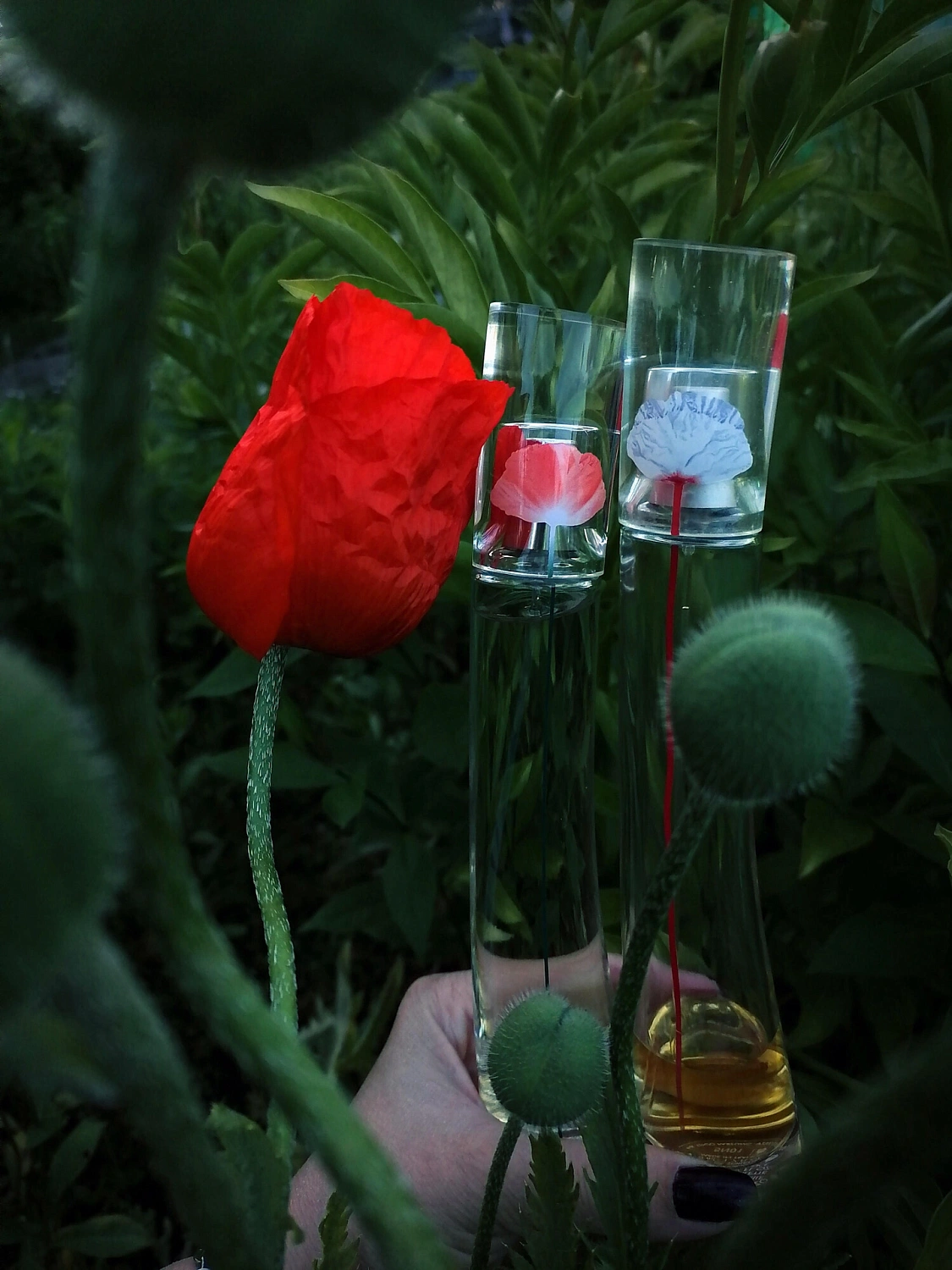 Flower by Kenzo L'Eau Originelle