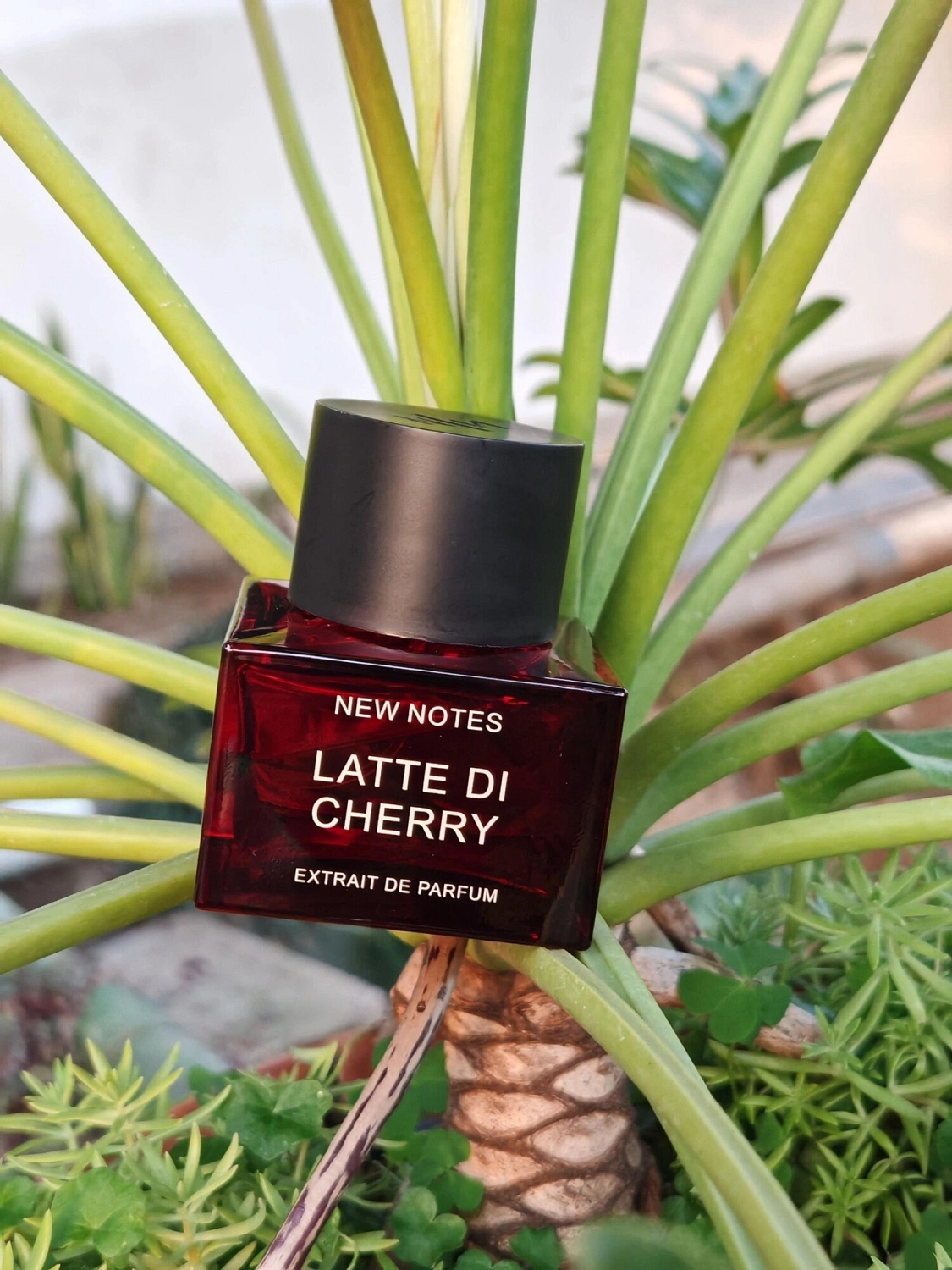 New Notes Latte di Cherry