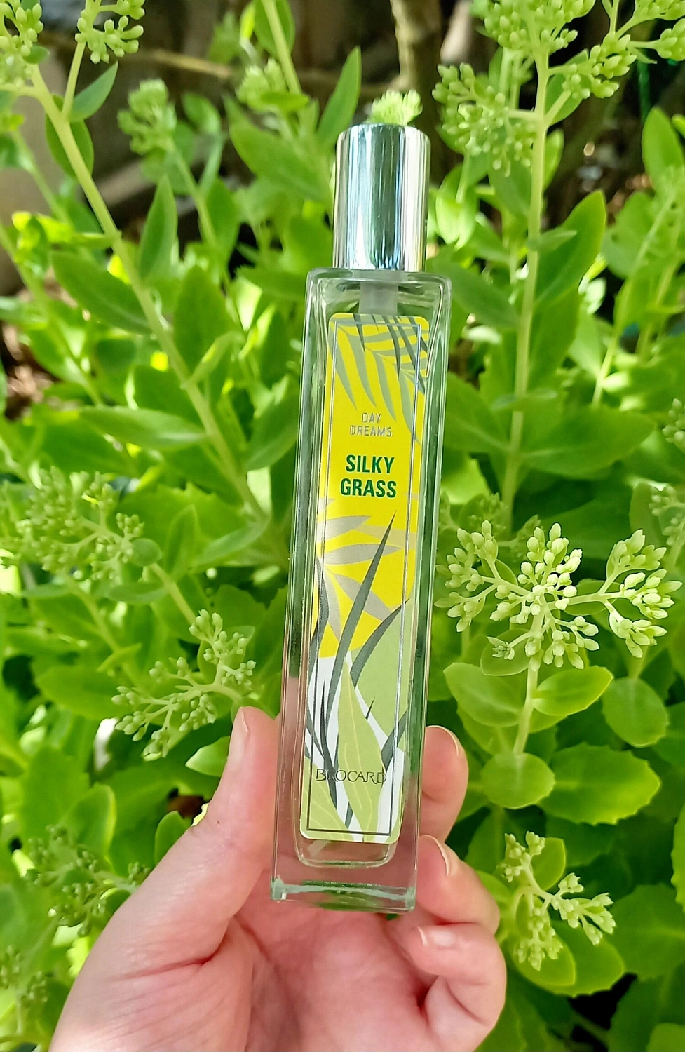 Brocard Silky Grass (Шелковая трава)